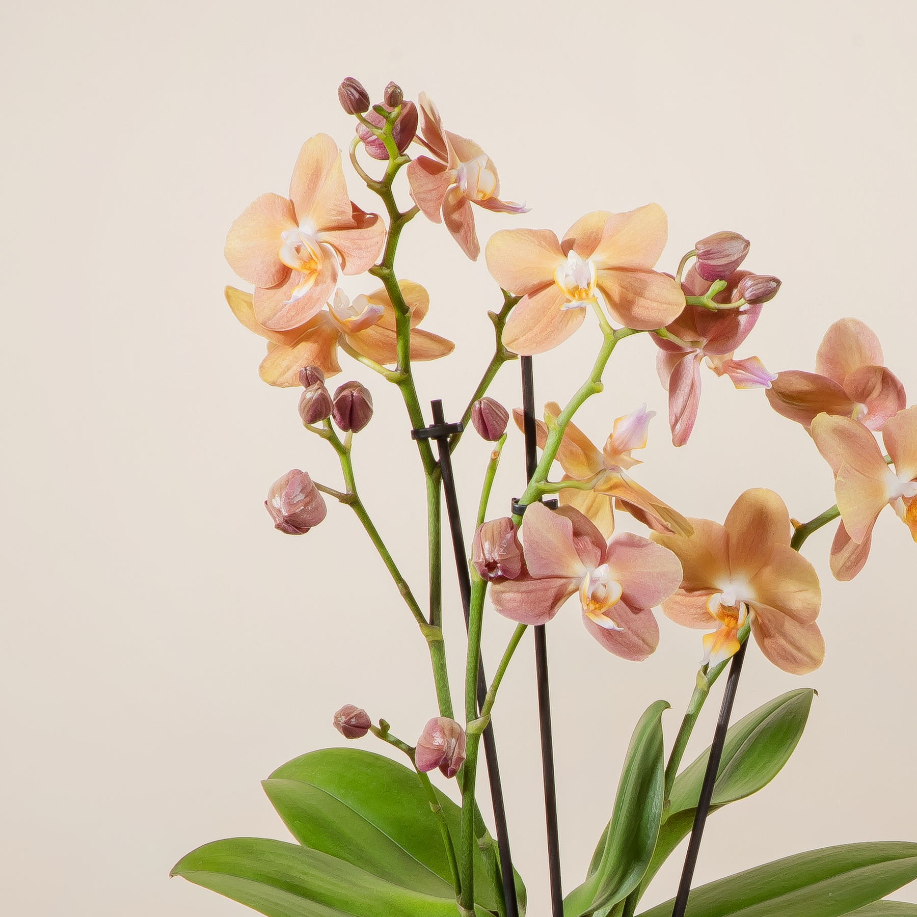 Ein lebendiger Strauß zarter, pfirsichfarbener Orchideenblüten mit grünen Stielen und Blättern vor einem schlichten, hellen Hintergrund.