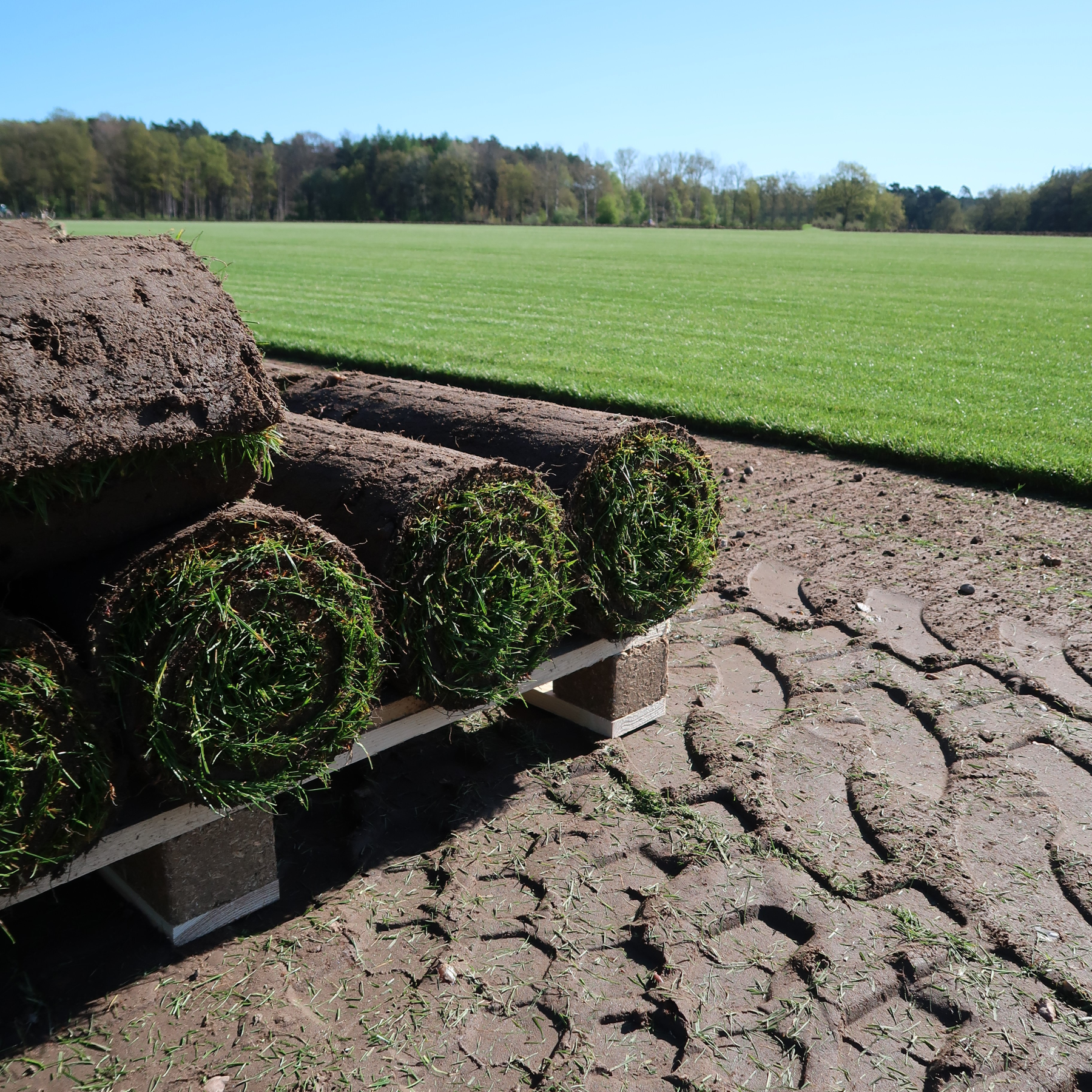Ein Feld mit frisch verlegtem Rollrasen oder Rasen im Vordergrund, umgeben von einem Waldgebiet im Hintergrund unter einem klaren blauen Himmel.