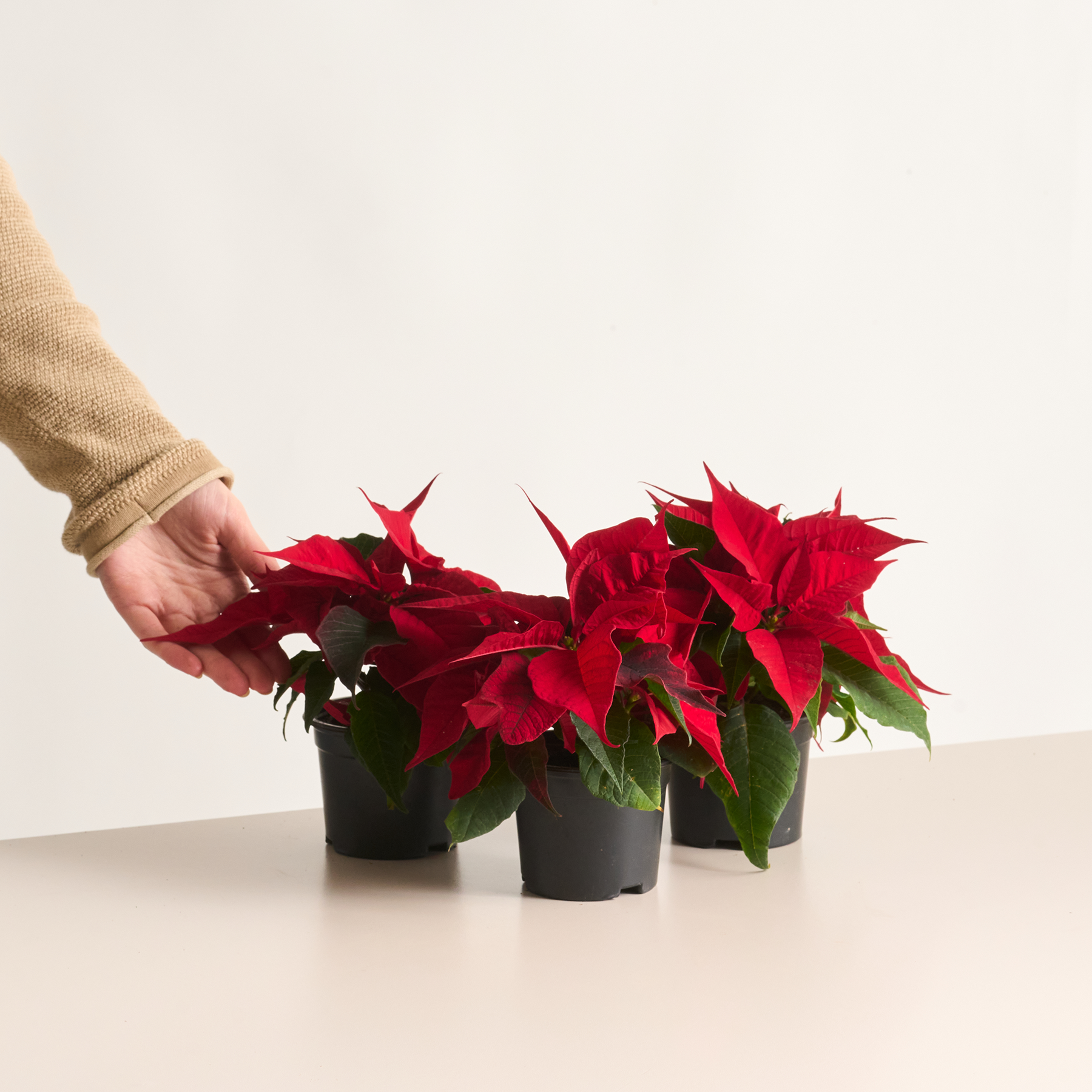 Eine Hand hält eine Topfpflanze mit leuchtend roten Weihnachtssternblüten vor einem schlichten weißen Hintergrund.
