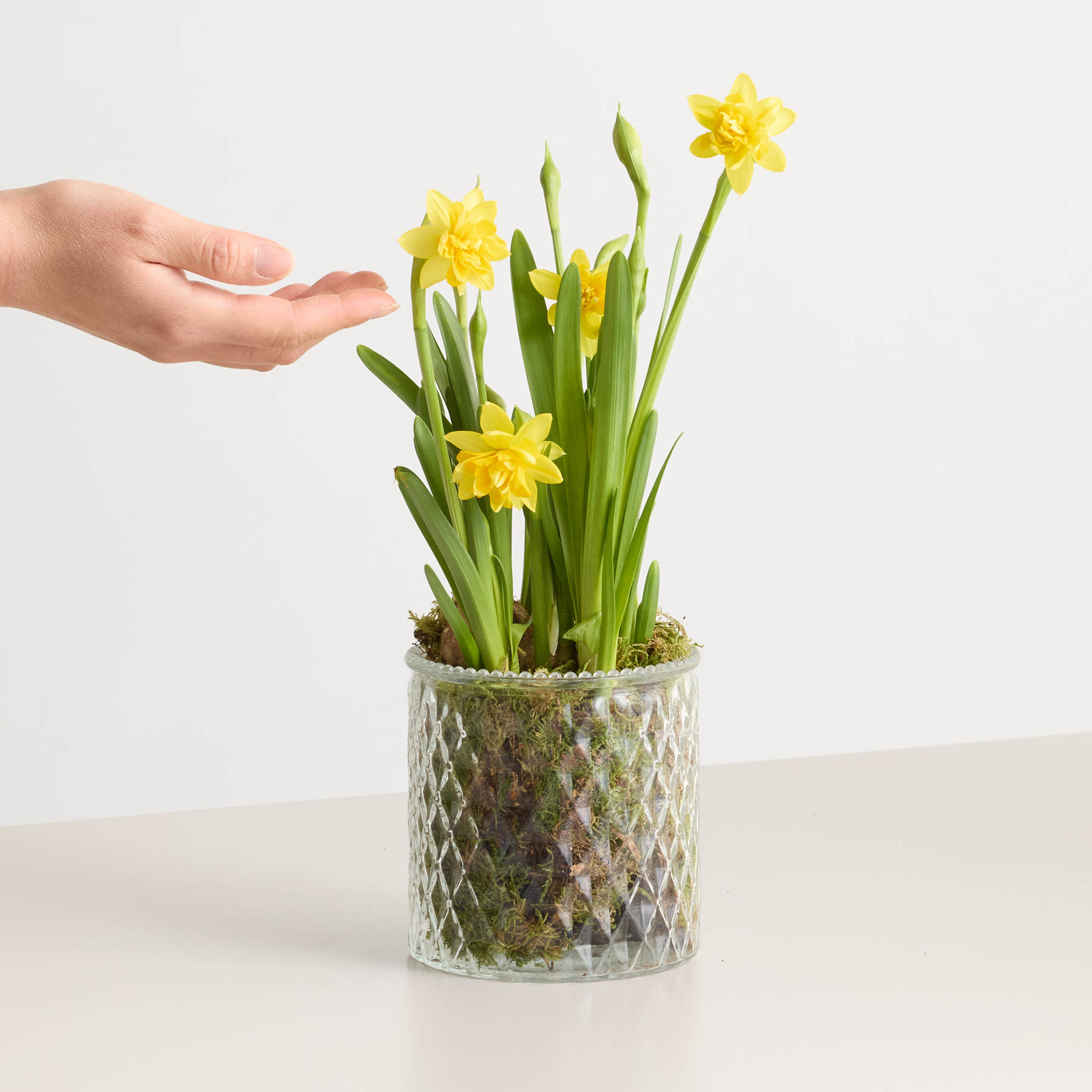 Eine Hand streckt sich nach einem Topfarrangement aus leuchtend gelben Narzissenblüten vor einem schlichten weißen Hintergrund.