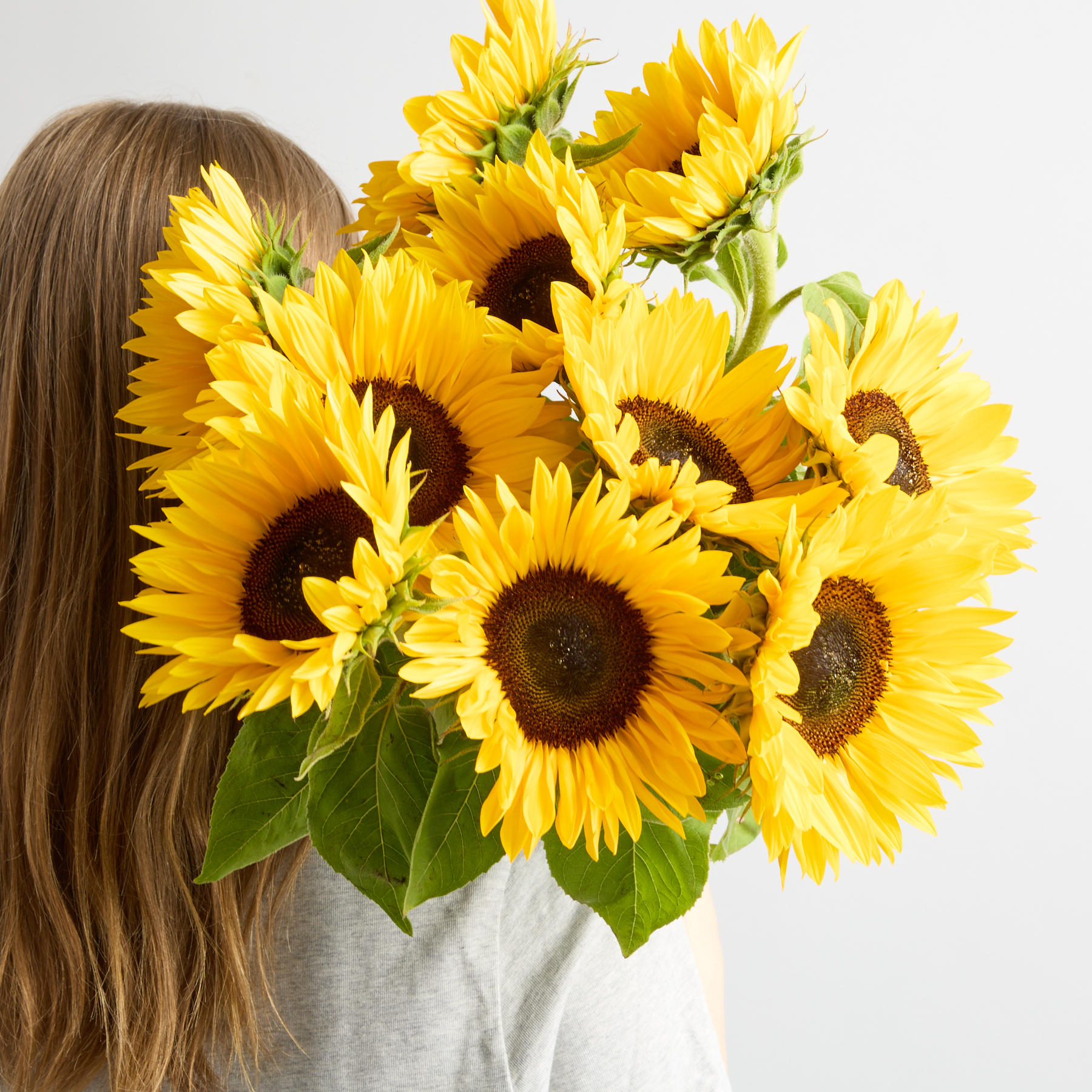 Ein Strauß leuchtend gelber Sonnenblumen füllt den Rahmen, ihre großen Blütenblätter und dunklen Zentren bilden einen schönen Kontrast zum schlichten weißen Hintergrund.