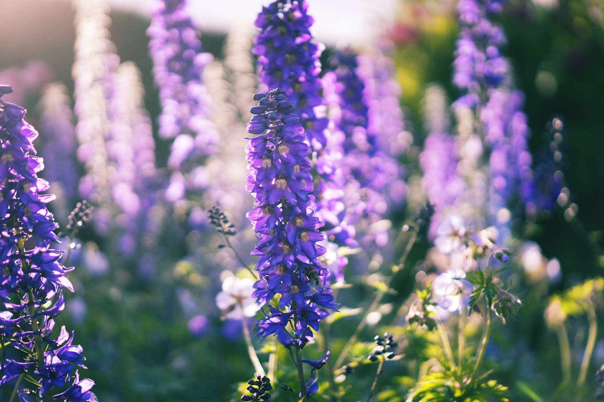 Ein Feld mit leuchtend violetten und blauen Lupinenblüten im Vordergrund, mit einem verschwommenen grünen Hintergrund.