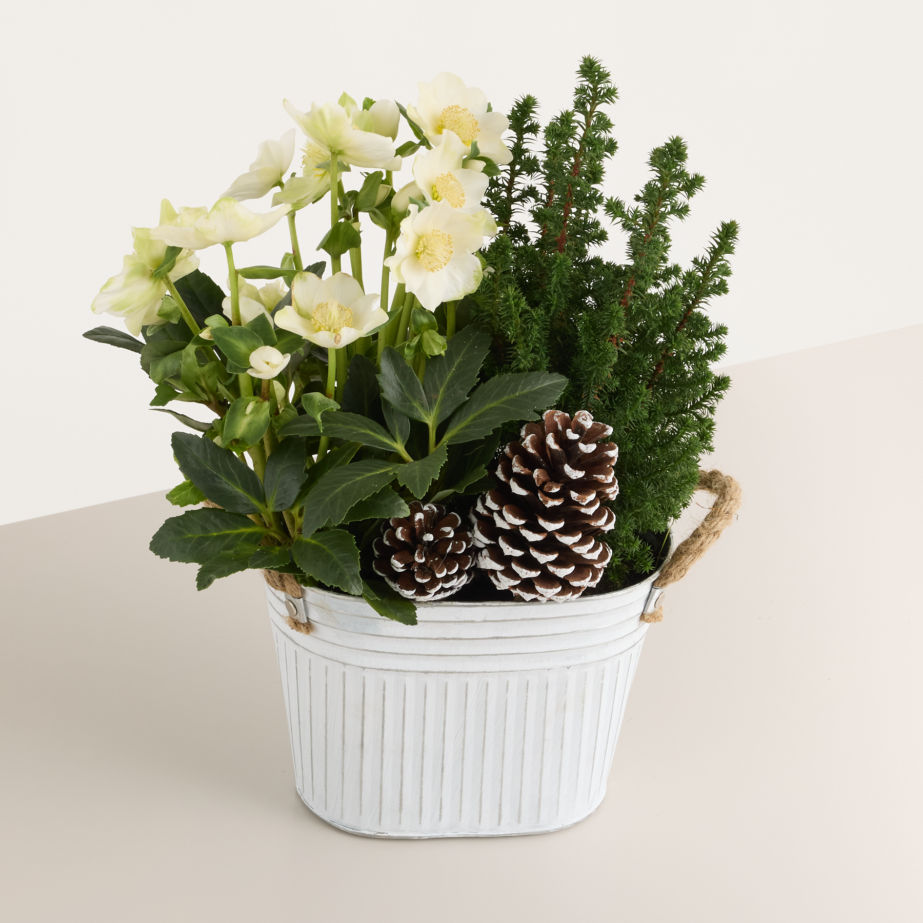 Ein weißer Keramik-Pflanzkübel, gefüllt mit einem farbenfrohen Arrangement aus gelben Blüten, immergrünem Laub und Tannenzapfen, vor einem schlichten Hintergrund.