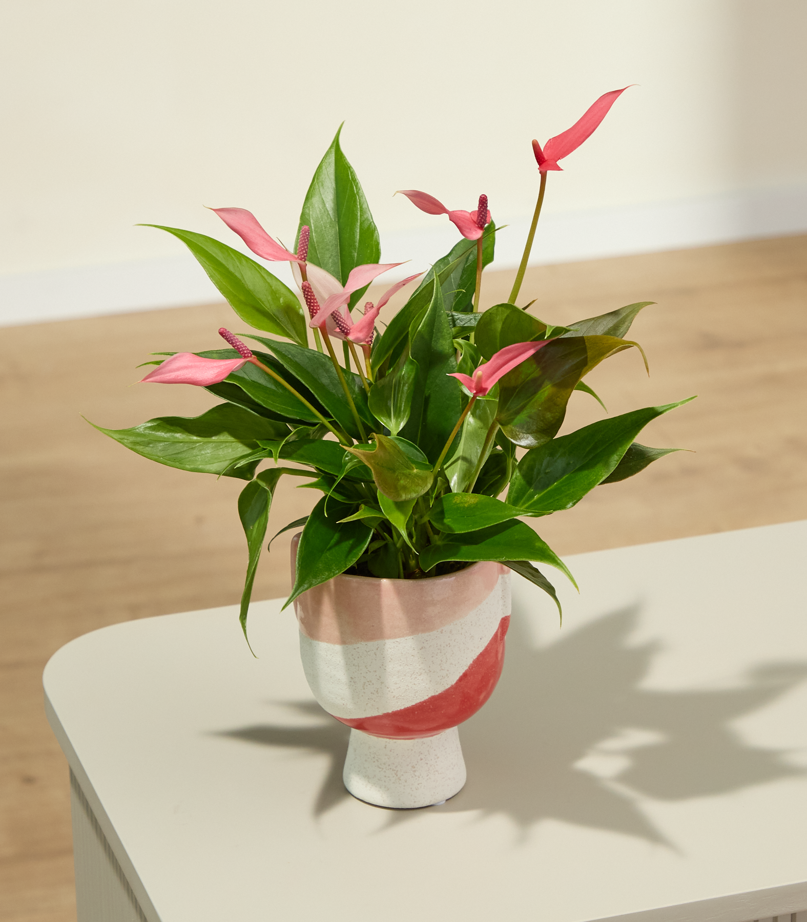 Auf einer Holzoberfläche steht ein farbenfroher Strauß aus pinkfarbenen und grünen Tropenpflanzen, der einen sanften Schatten vor dem schlichten Hintergrund wirft.