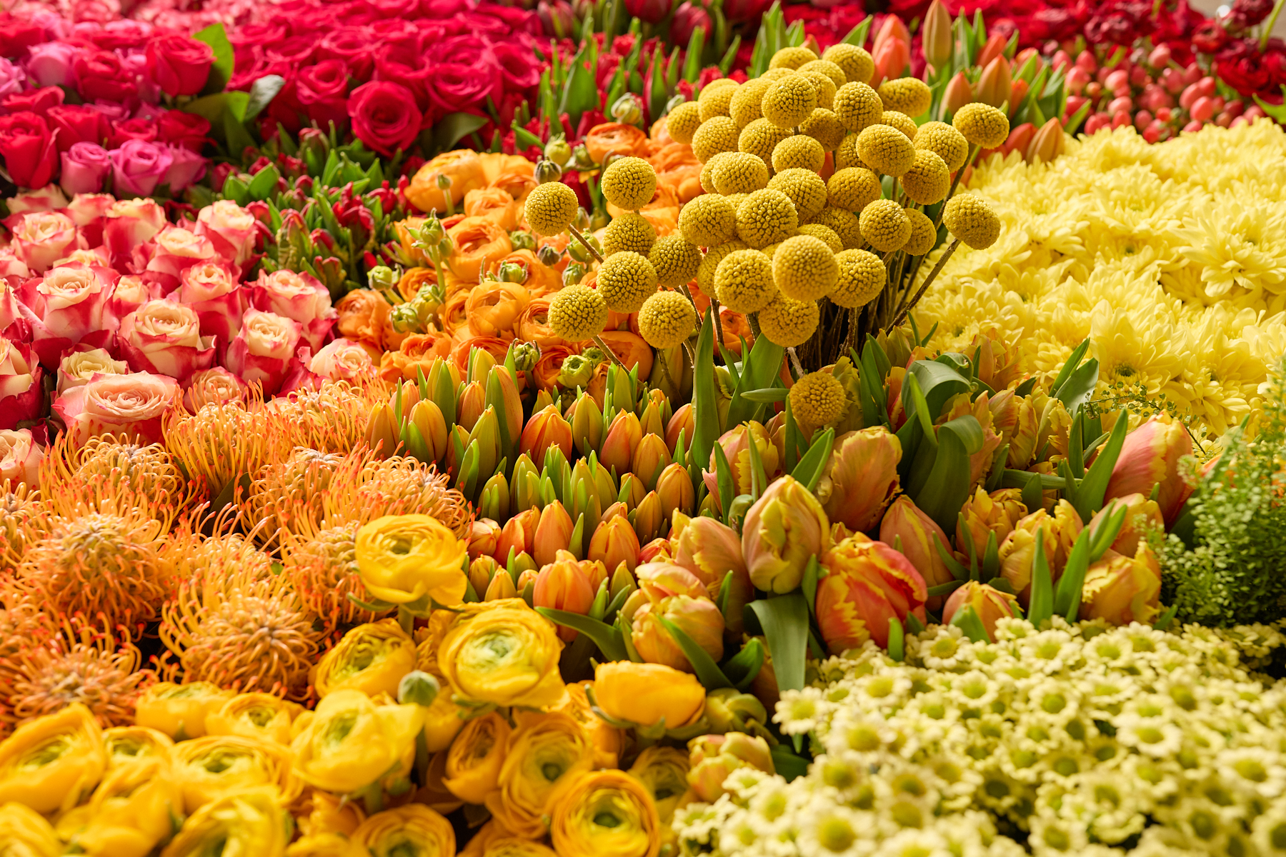 Ein lebendiges und farbenfrohes Arrangement aus verschiedenen Blumen, darunter rote Rosen, gelbe Ranunkeln und orangefarbene Chrysanthemen, das ein optisches Highlight darstellt.
