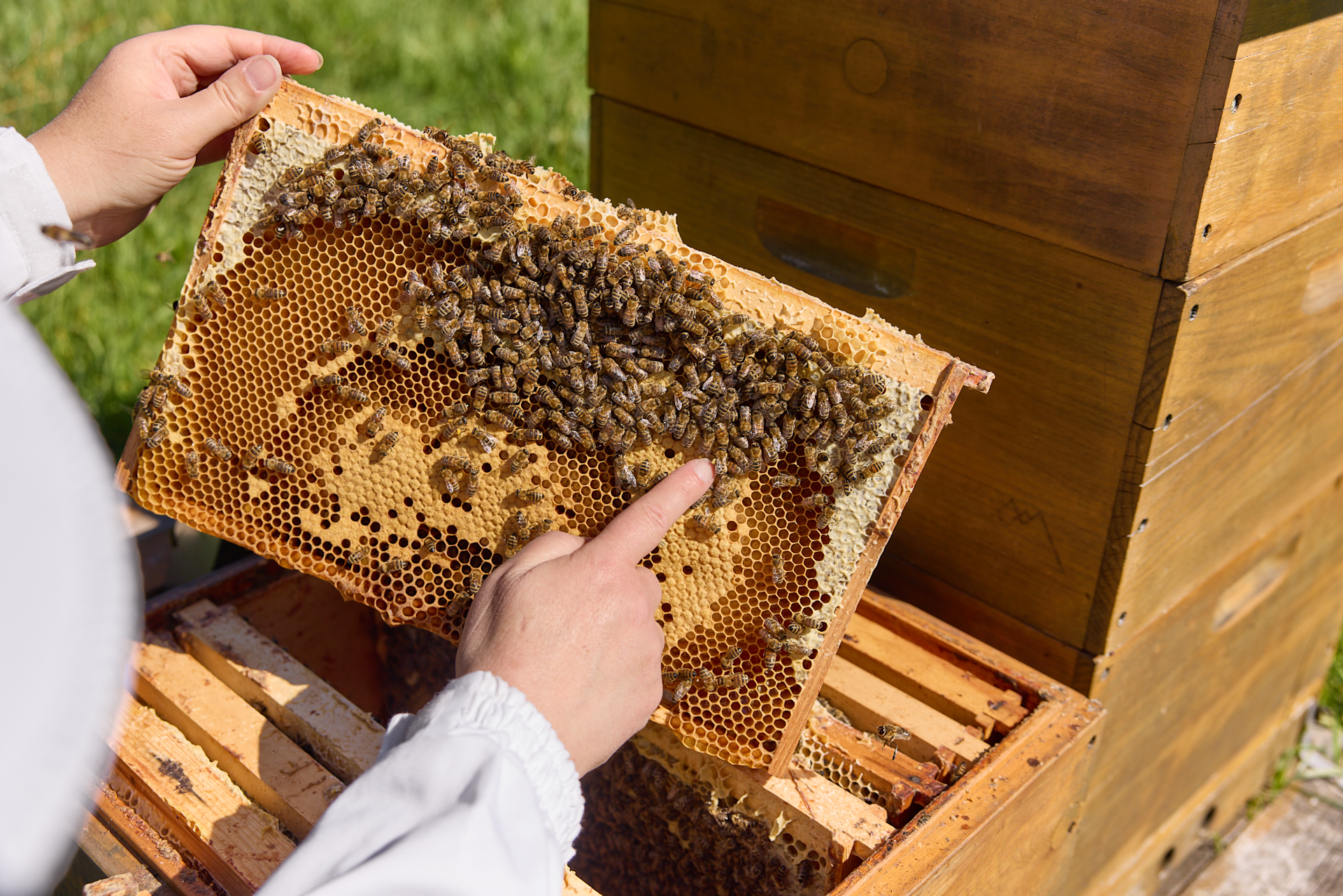 Das Bild zeigt die Hände einer Person, die einen mit Bienen und Honig gefüllten Wabenrahmen halten; im Hintergrund ist ein hölzerner Bienenstock und dahinter eine grasbewachsene Fläche zu sehen.