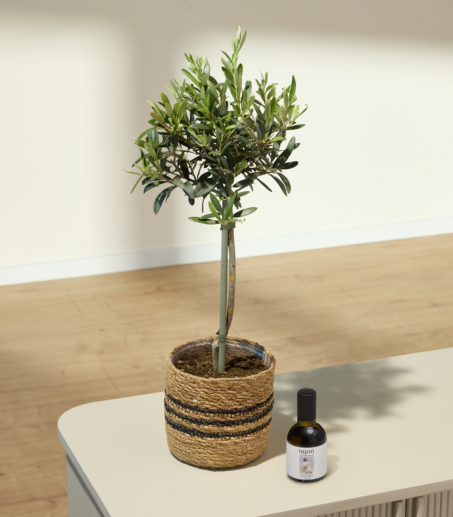 Auf einem Holztisch steht ein kleiner Olivenbaum im Topf, daneben eine Flasche Öl.