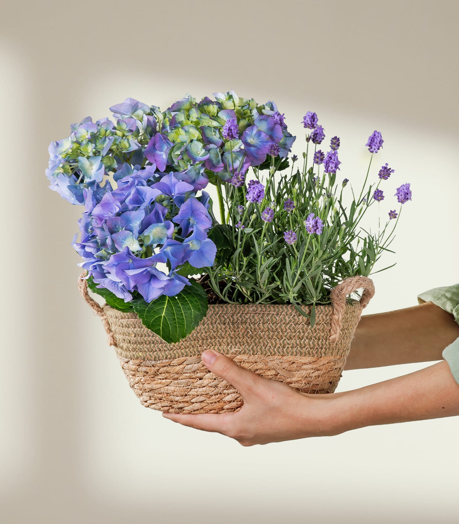 Hände halten einen geflochtenen Korb, gefüllt mit leuchtend blauen Hortensien und zartem lila Lavendel, vor einem sanften, neutralen Hintergrund mit gefiltertem Licht.