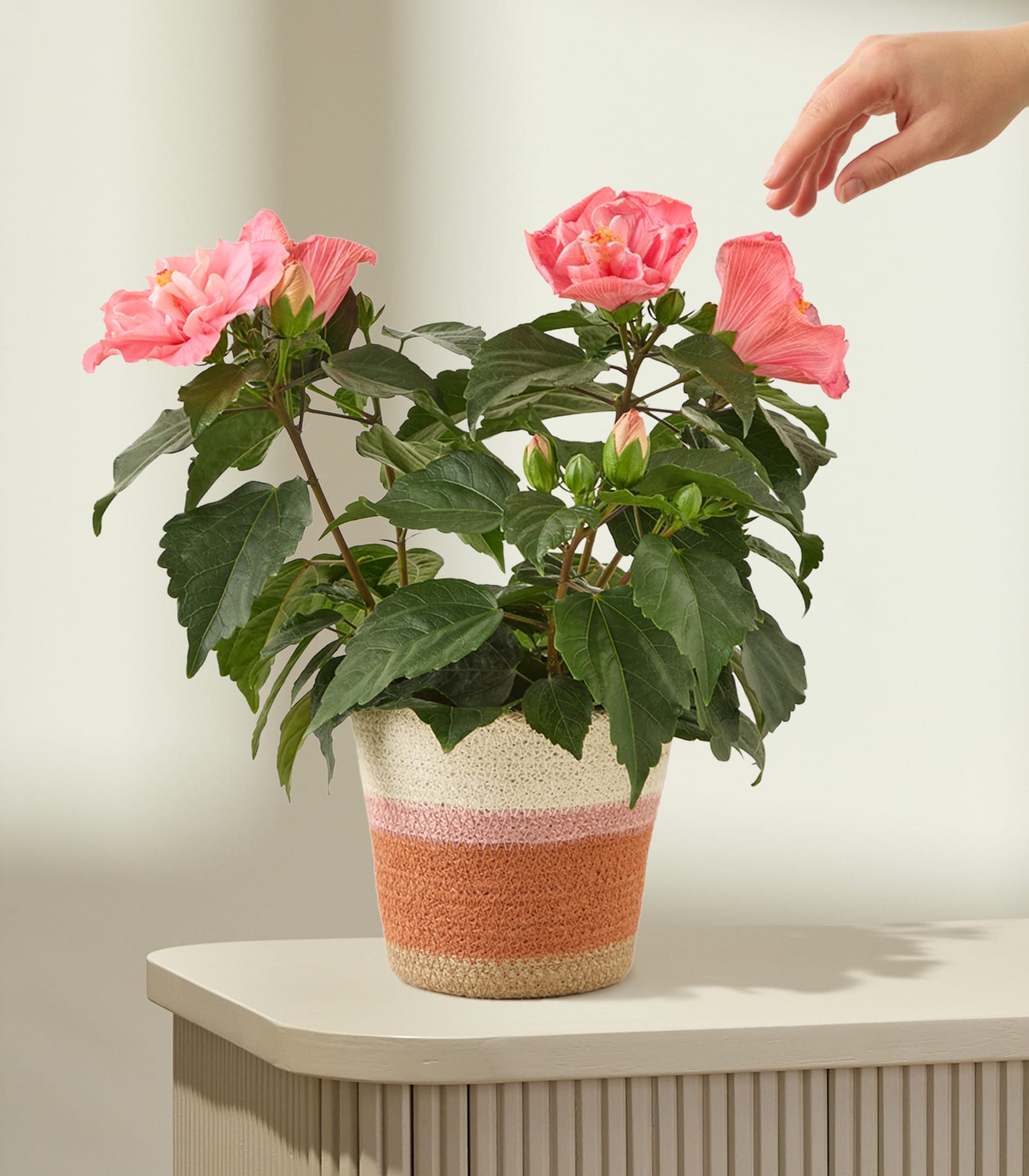 In einem dekorativen Keramiktopf steht ein leuchtender Strauß rosa Rosen, in den eine Hand hineingreift, um die zarten Blütenblätter vor einem schlichten weißen Hintergrund zu berühren.