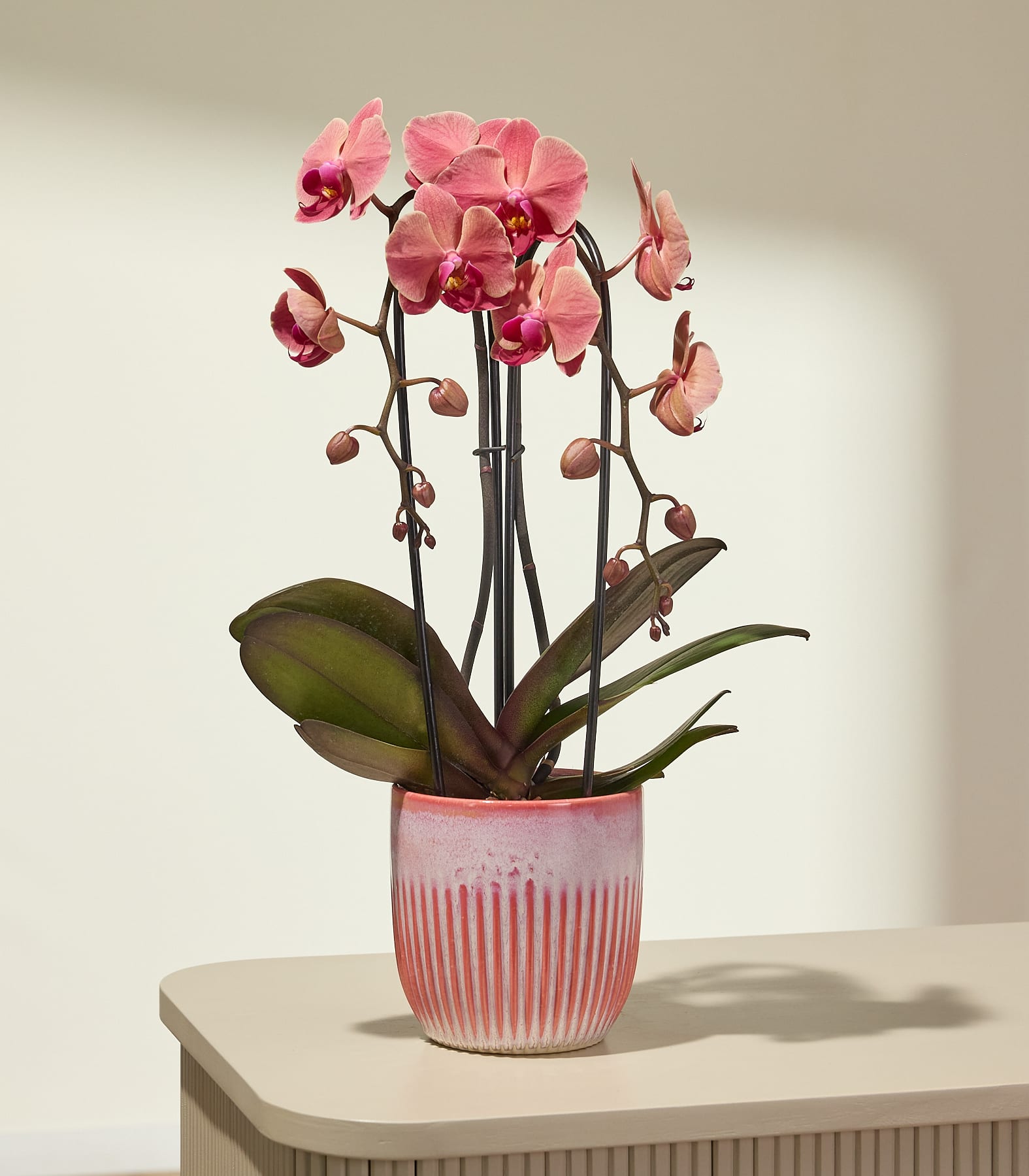 Eine rosa Orchidee mit zahlreichen Blüten steht in einem gerippten rosa Topf auf einer hellen Oberfläche, im Hintergrund ist eine sanft beleuchtete, strukturierte Wand zu sehen.