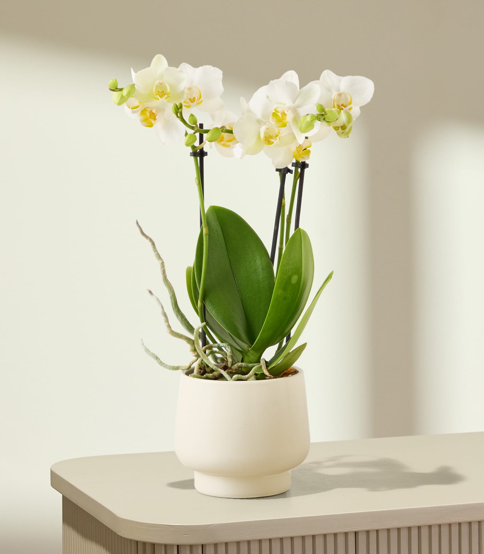 Eine weiße Orchidee mit zarten Blüten steht in einem cremefarbenen Topf auf einer hellen Oberfläche vor einem sanft beleuchteten, neutralen Hintergrund.