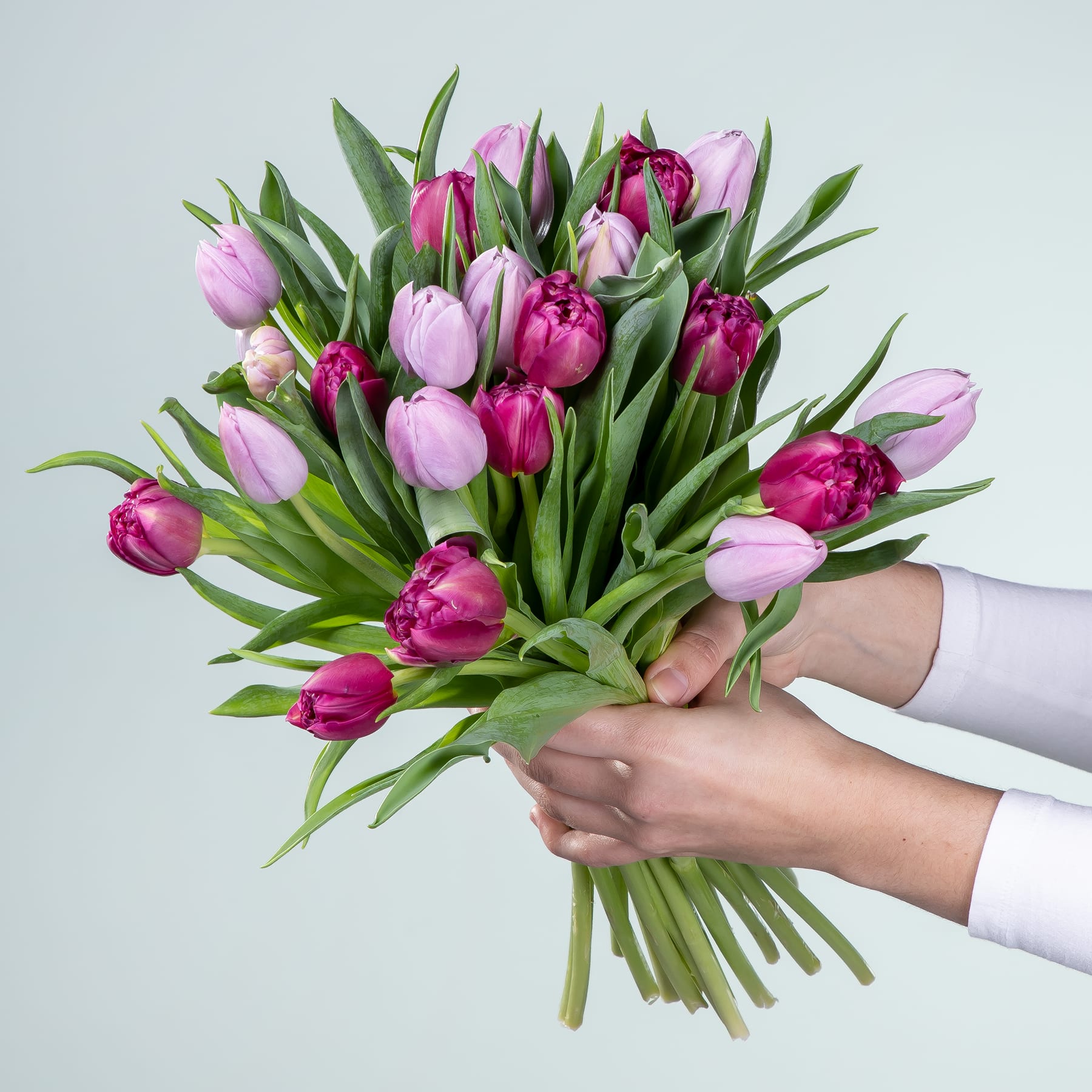 Lila Tulpen - 20 Stiele