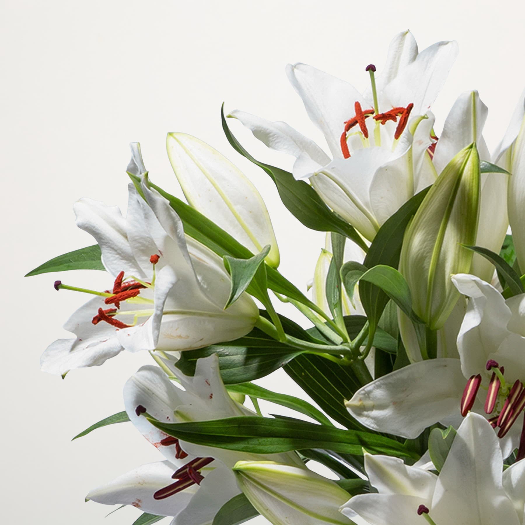 Ein Strauß wunderschöner weißer Lilien mit leuchtend grünen Blättern steht vor einem schlichten weißen Hintergrund und schafft eine heitere und elegante Komposition.