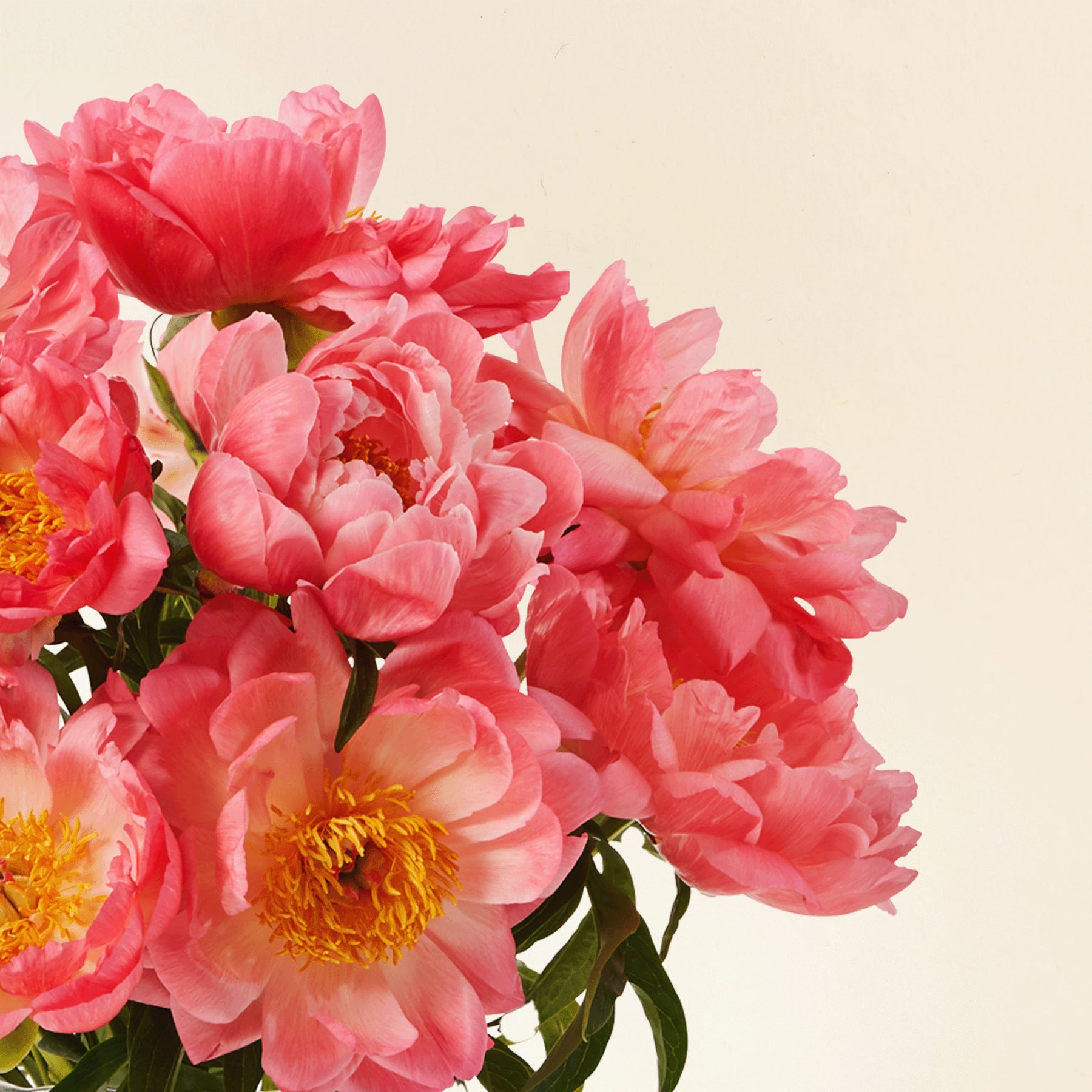 Ein lebendiger Strauß üppiger, rosa Pfingstrosen füllt den Rahmen, ihre zarten Blütenblätter und leuchtend gelben Zentren bilden einen schönen Kontrast zum weichen, cremefarbenen Hintergrund.