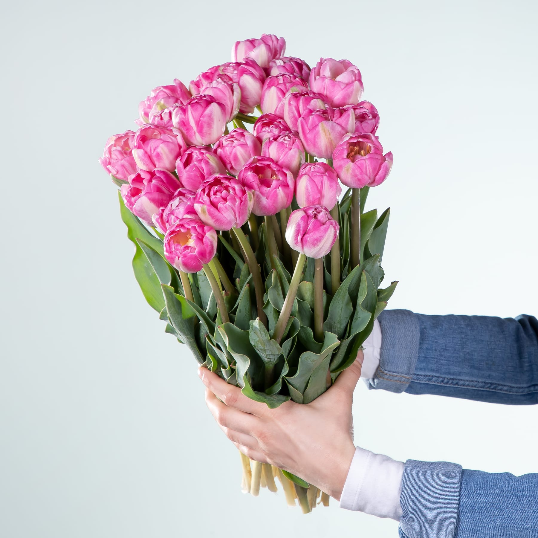 Ein Strauß leuchtend rosa Tulpen, den eine Person vor einem schlichten hellen Hintergrund in den Händen hält.