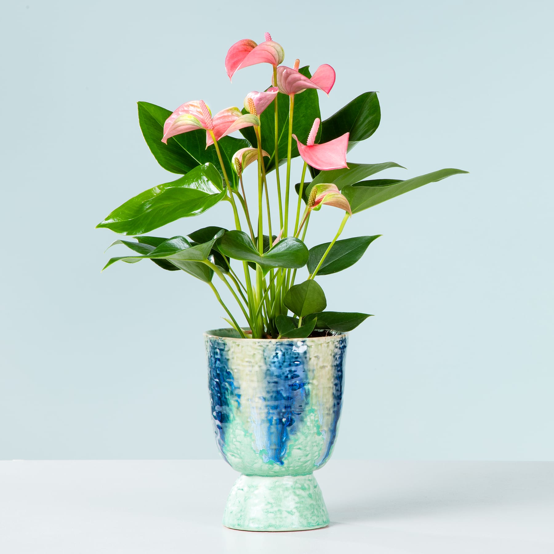 Ein leuchtender Strauß rosa Anthurienblüten steht in einer dekorativen Keramikvase vor einem hellblauen Hintergrund.