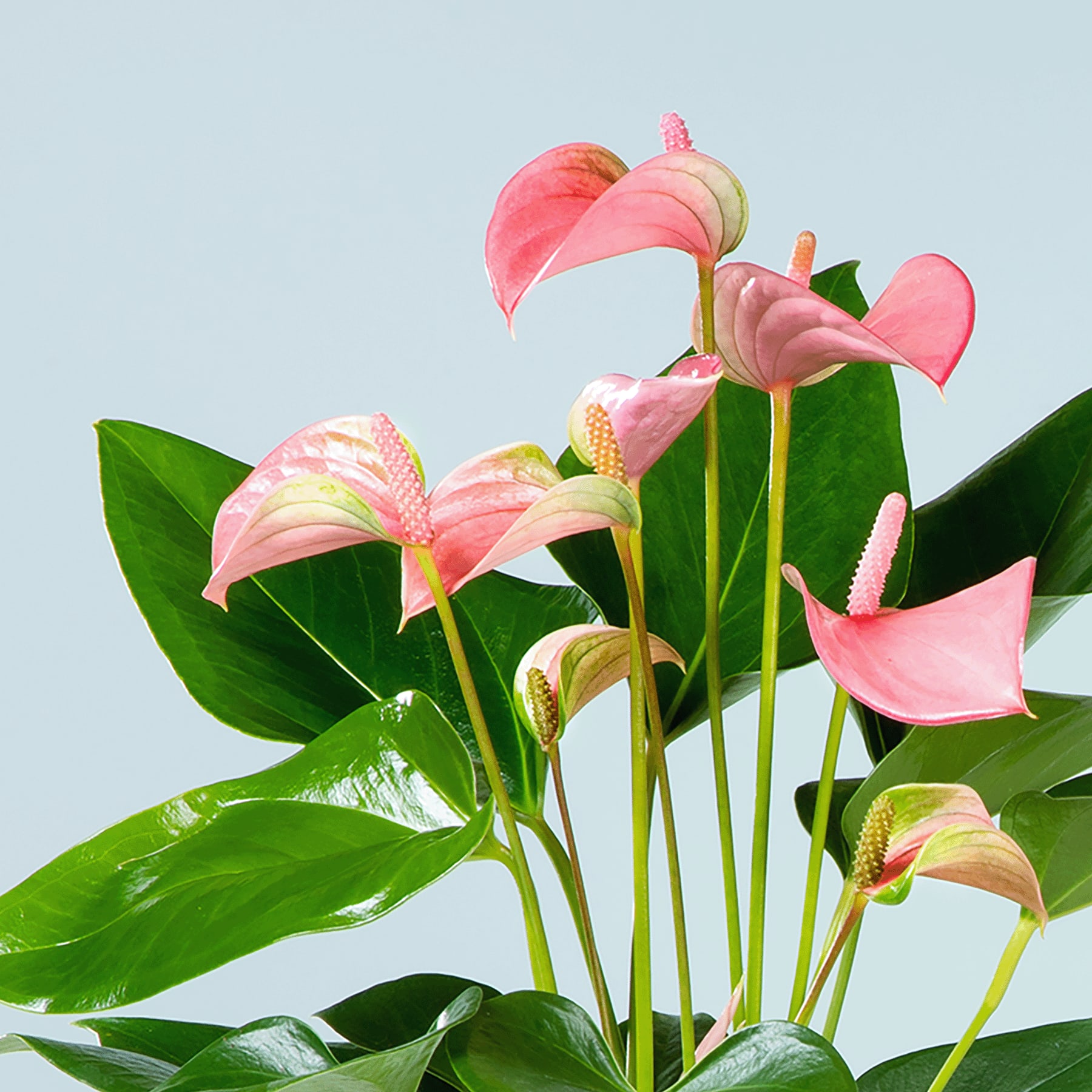 Das Bild zeigt einen farbenfrohen Strauß rosa und weißer Anthurienblüten mit großen, herzförmigen Blättern vor einem hellblauen Hintergrund.