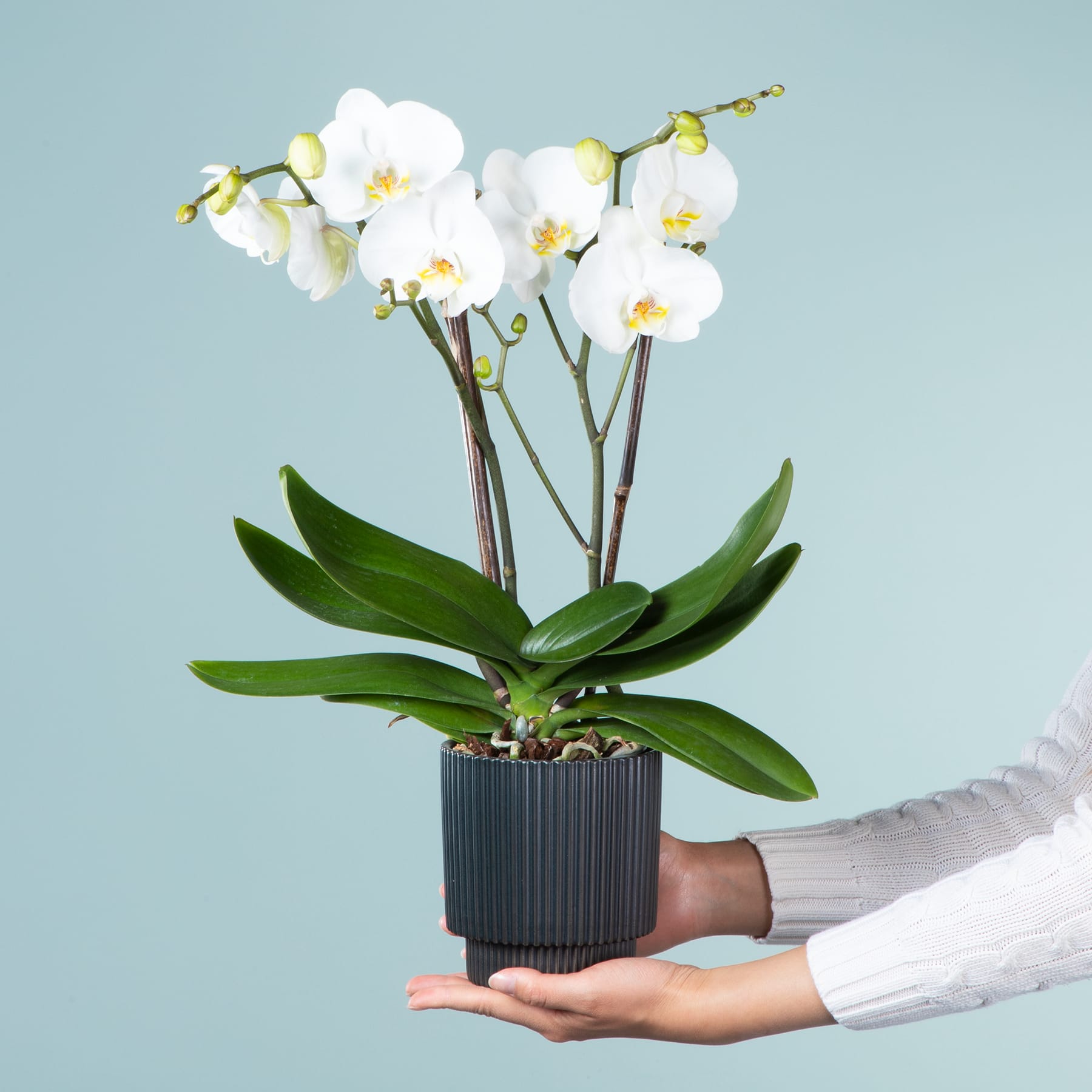 Die Hände einer Person halten eine weiße Orchidee im Topf mit üppigen grünen Blättern vor einem hellblauen Hintergrund.