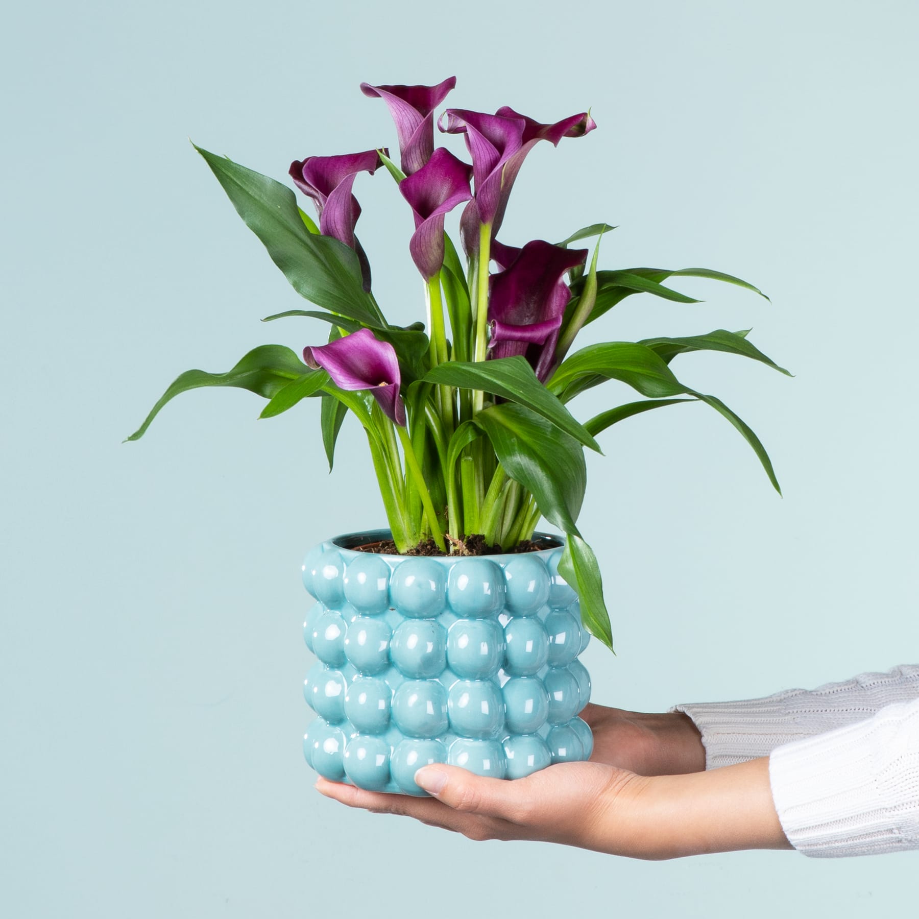 Eine Hand hält eine Vase voller leuchtend violetter Calla-Lilien vor einem hellblauen Hintergrund.