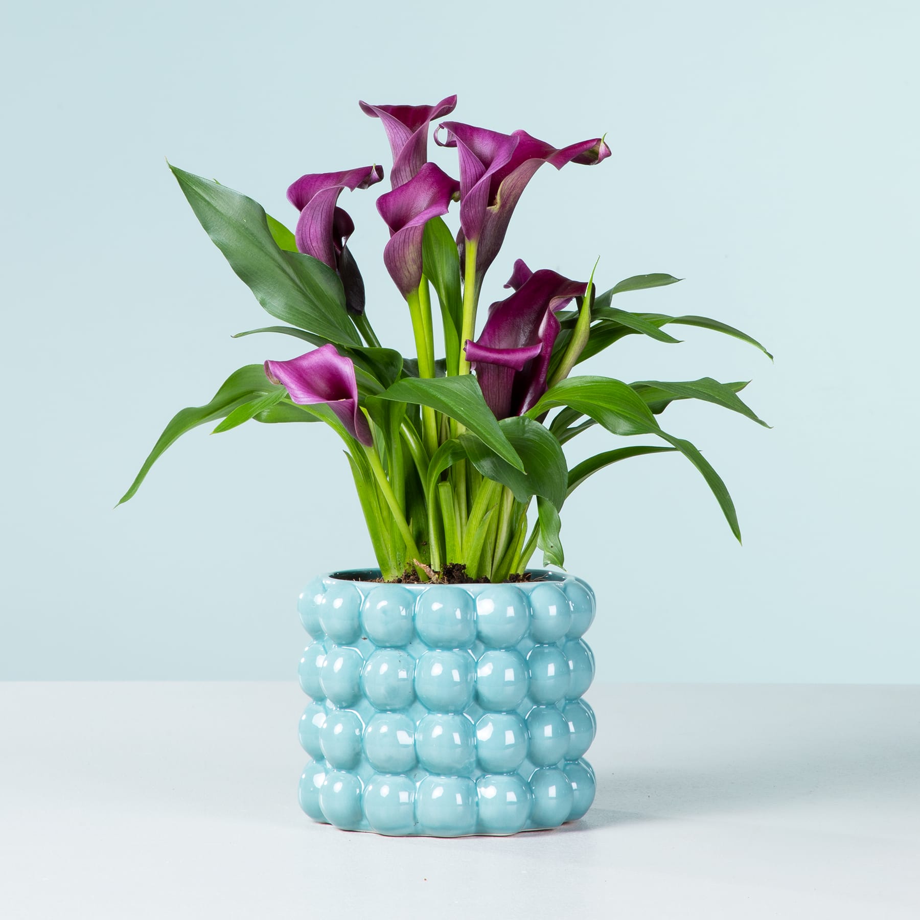 Ein farbenfroher Strauß violetter Calla-Lilien steht in einer dekorativen türkisfarbenen Keramikvase vor einem hellblauen Hintergrund.
