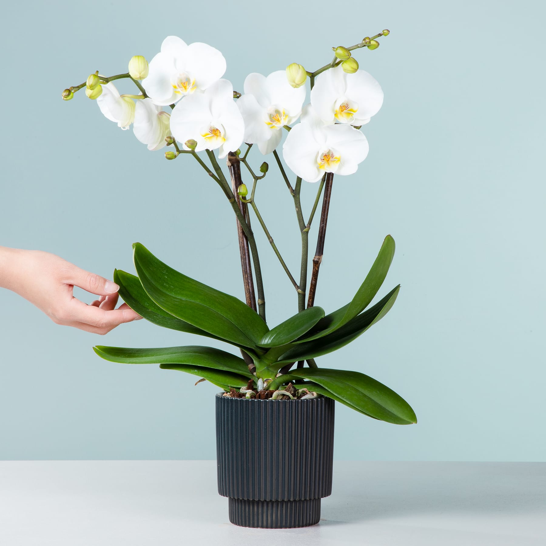 Vor einem hellblauen Hintergrund steht eine Orchidee im Topf mit zarten weißen Blüten. Eine Hand streckt sich nach den grünen Blättern der Pflanze aus.