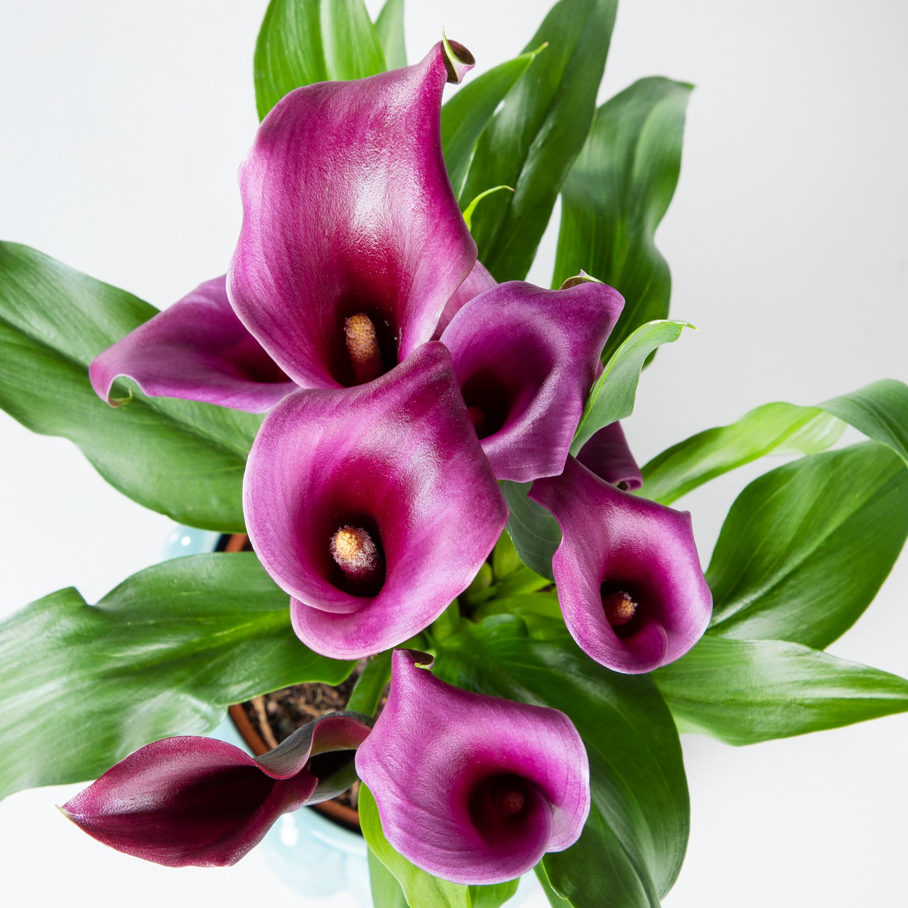 Ein lebendiger Strauß dunkelvioletter Calla-Lilien mit üppigen grünen Blättern vor einem schlichten weißen Hintergrund.