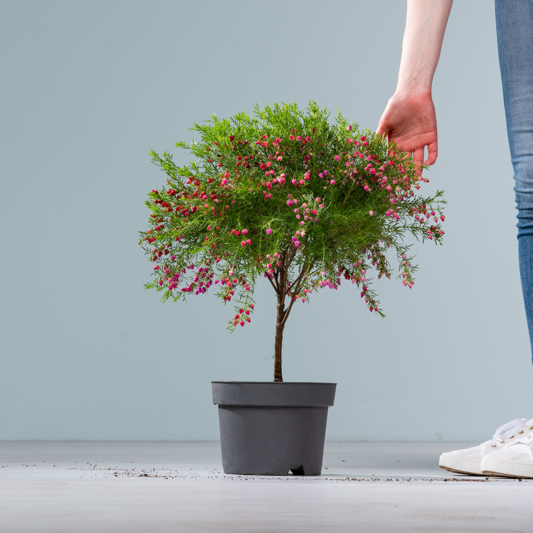 Ein kleiner Topfbaum mit leuchtend grünem Laub und zarten rosa Blüten wird von einer Person in der Hand gehalten und steht vor einem schlichten, hellen Hintergrund.
