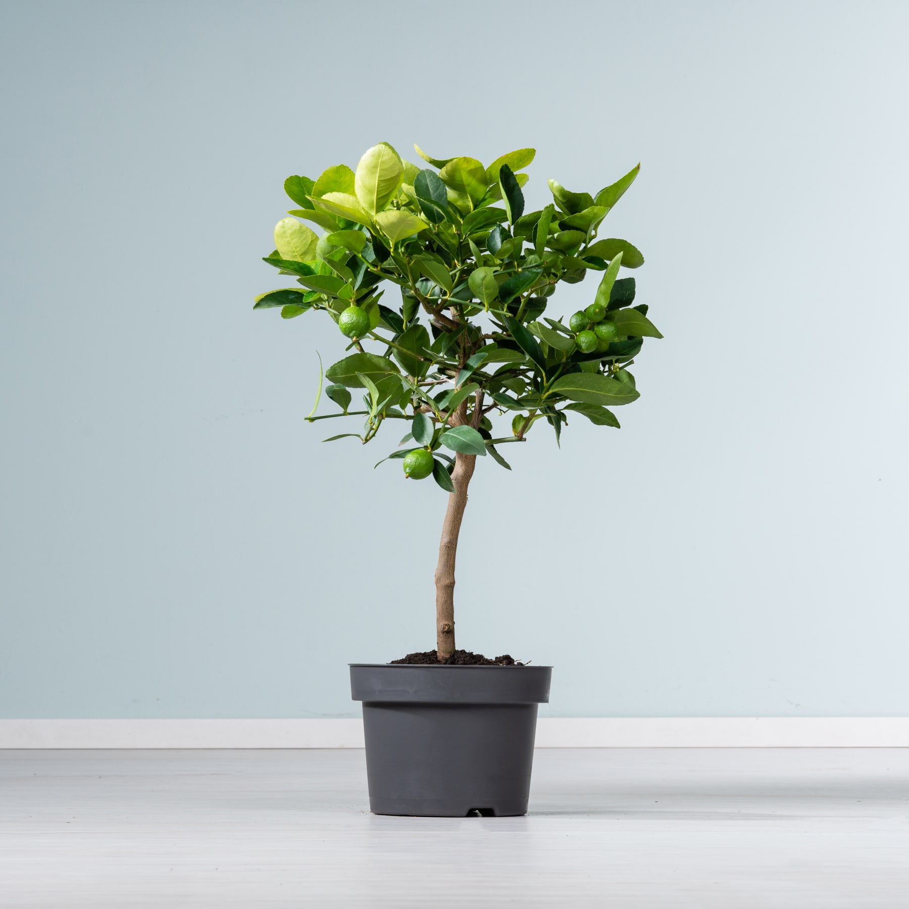 Ein kleiner Topfbaum mit üppigen grünen Blättern steht auf einer weißen Fläche vor einem hellblauen Hintergrund.