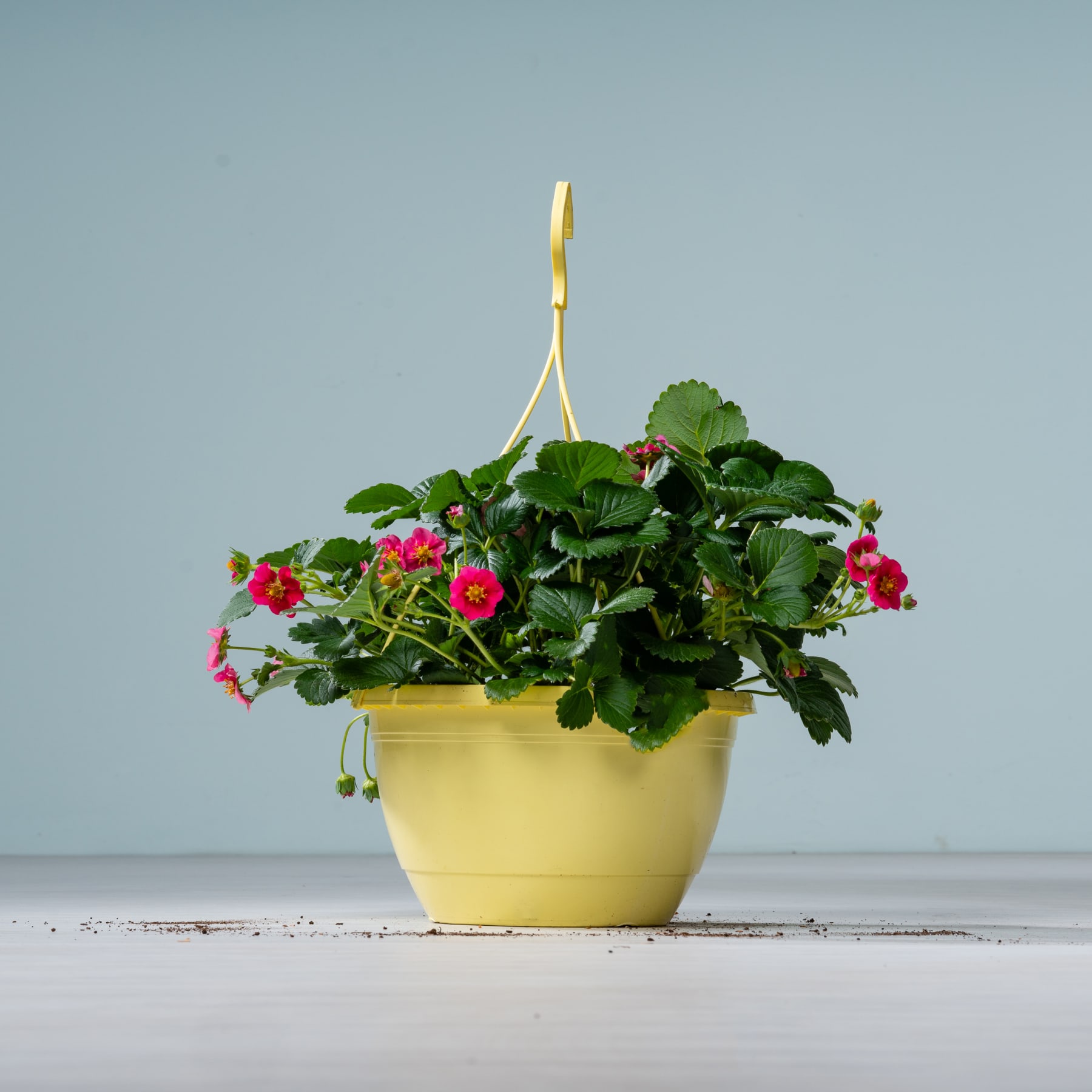 Ein gelber Keramiktopf mit üppigen grünen Blättern und leuchtend roten, erdbeerähnlichen Blüten steht auf einer Holzoberfläche vor einem hellblauen Hintergrund.