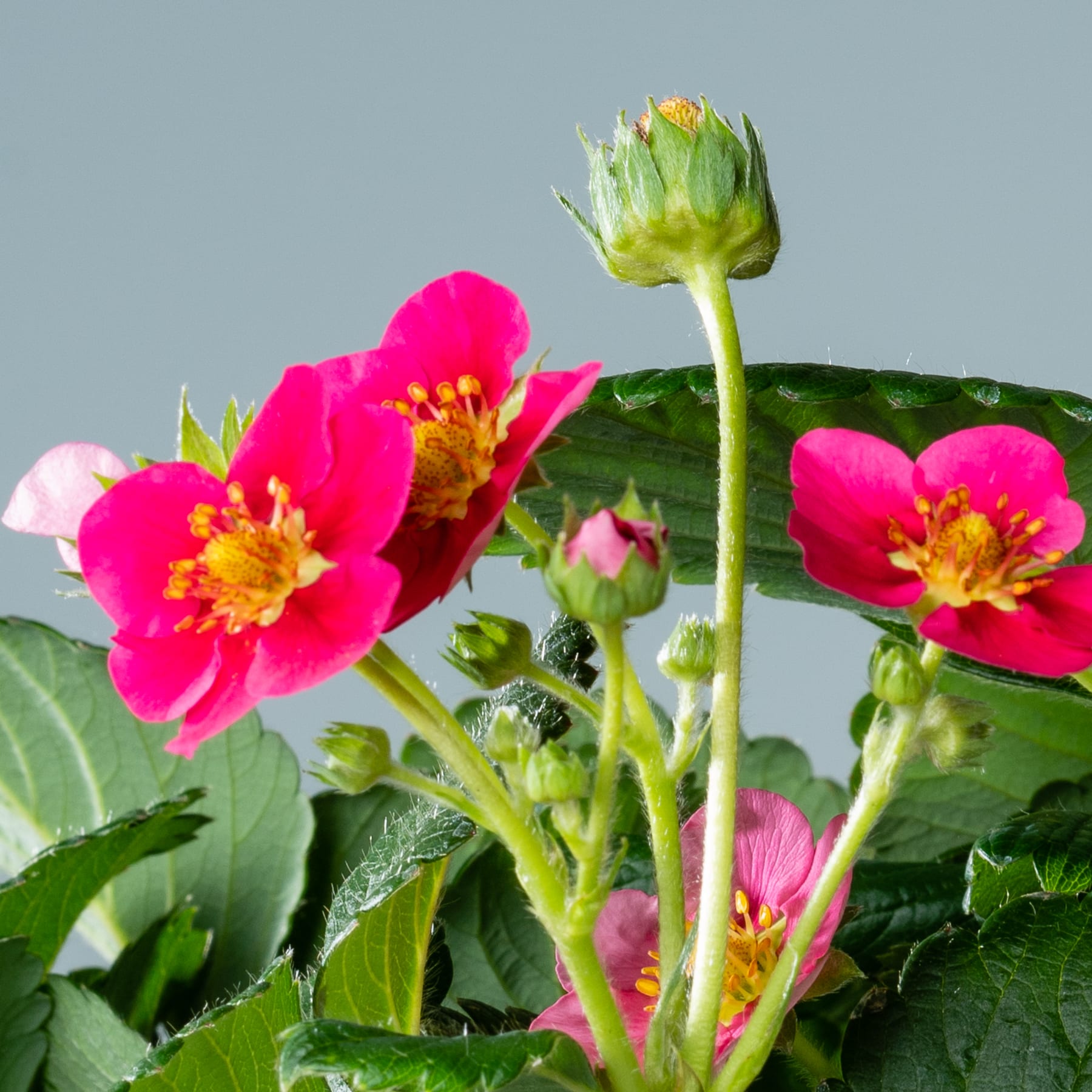 Leuchtend rosa Begonienblüten mit grünen Blättern und einer knospenden Blüte im Vordergrund vor einem gedämpften graublauen Hintergrund.