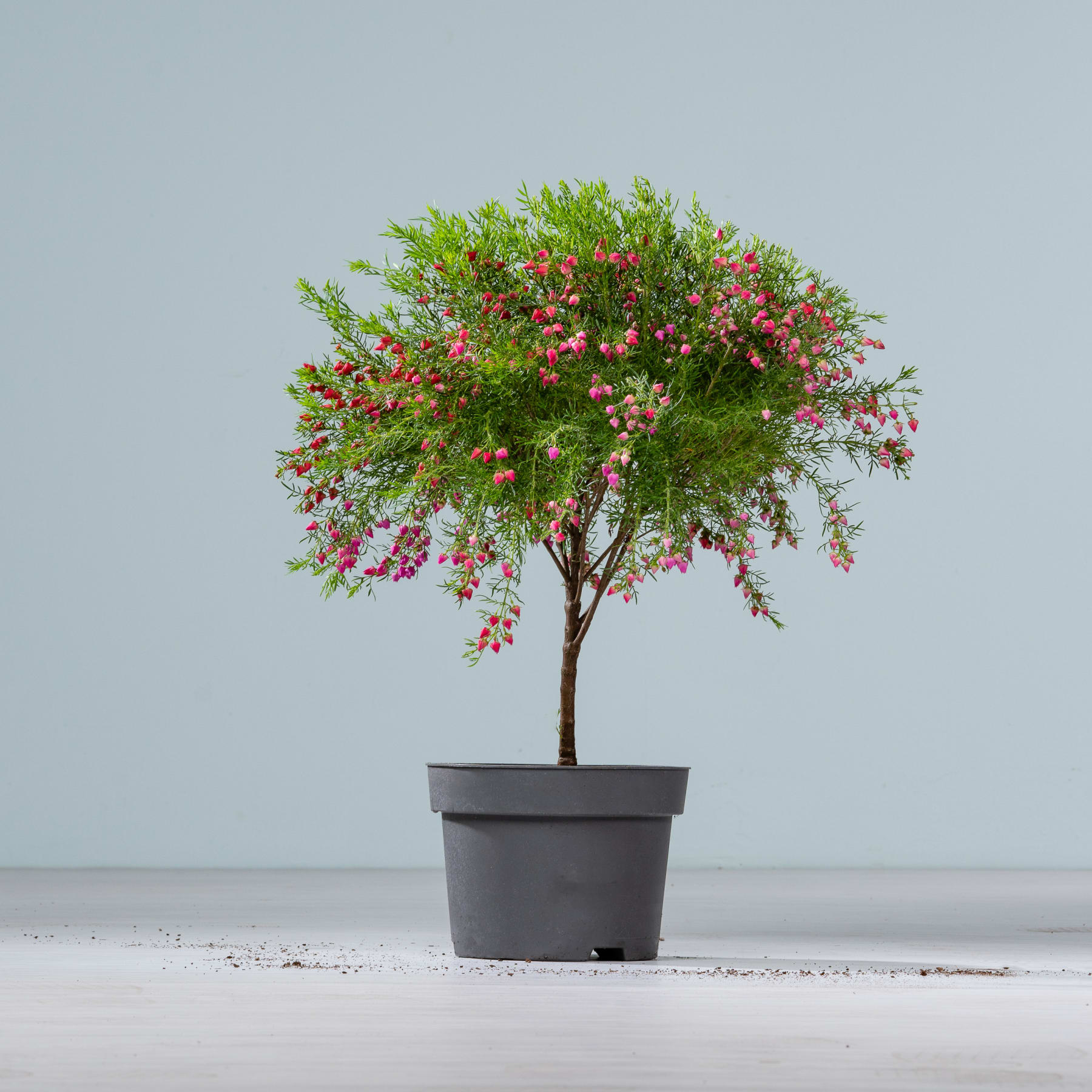 Ein kleiner Topfbaum mit leuchtend rosa und grünem Laub steht auf einer schlichten weißen Fläche vor einem hellblauen Hintergrund.