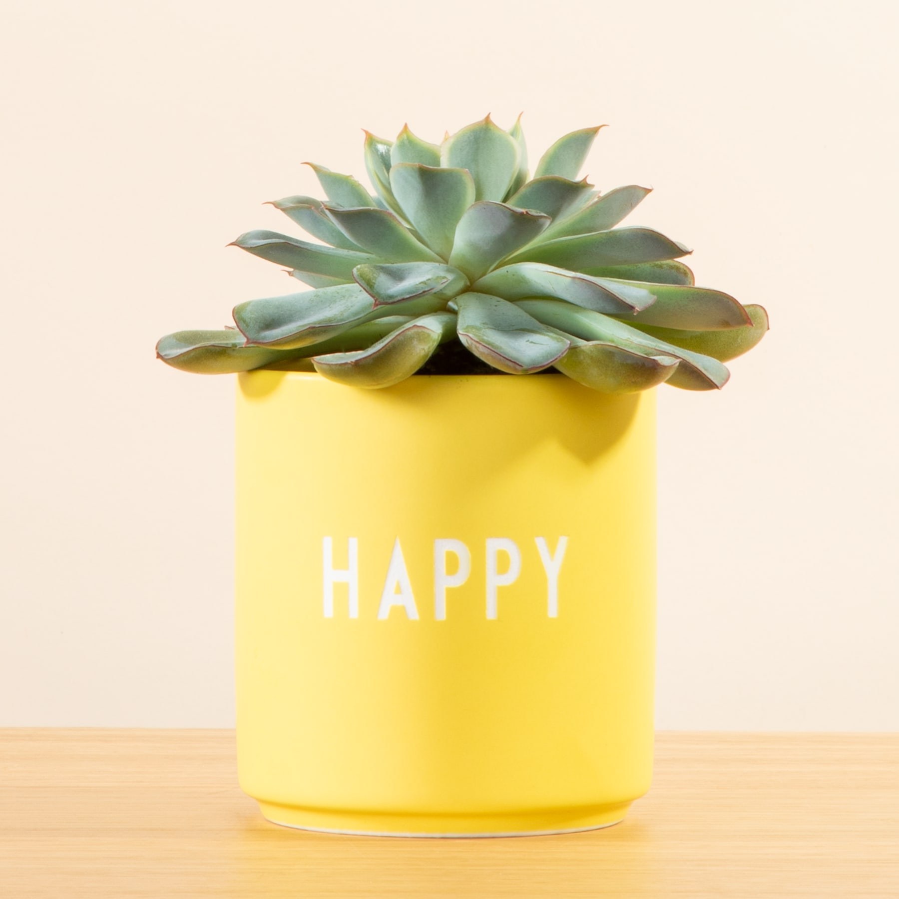 Eine farbenfrohe Sukkulente steht in einem fröhlichen gelben Topf mit der Aufschrift „HAPPY“ vor einem schlichten hellen Hintergrund.
