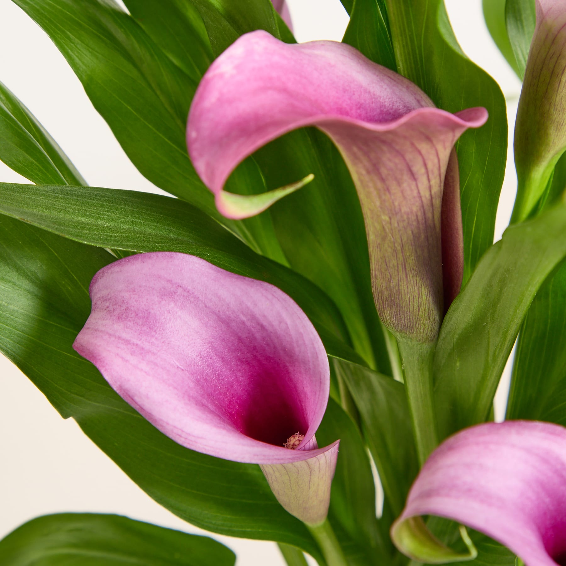 Ein farbenfroher Strauß violetter Calla-Lilien wird in einer einzigartigen Vase mit blasenartigem Design vor einem hellblauen Hintergrund präsentiert.