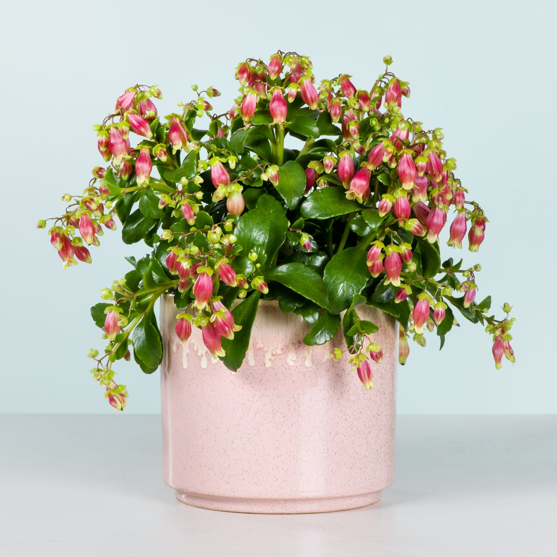 Ein farbenfroher Strauß rosa und grüner Begonienblüten in einem rosa Keramiktopf steht auf einer hellen Oberfläche vor einem schlichten Hintergrund.