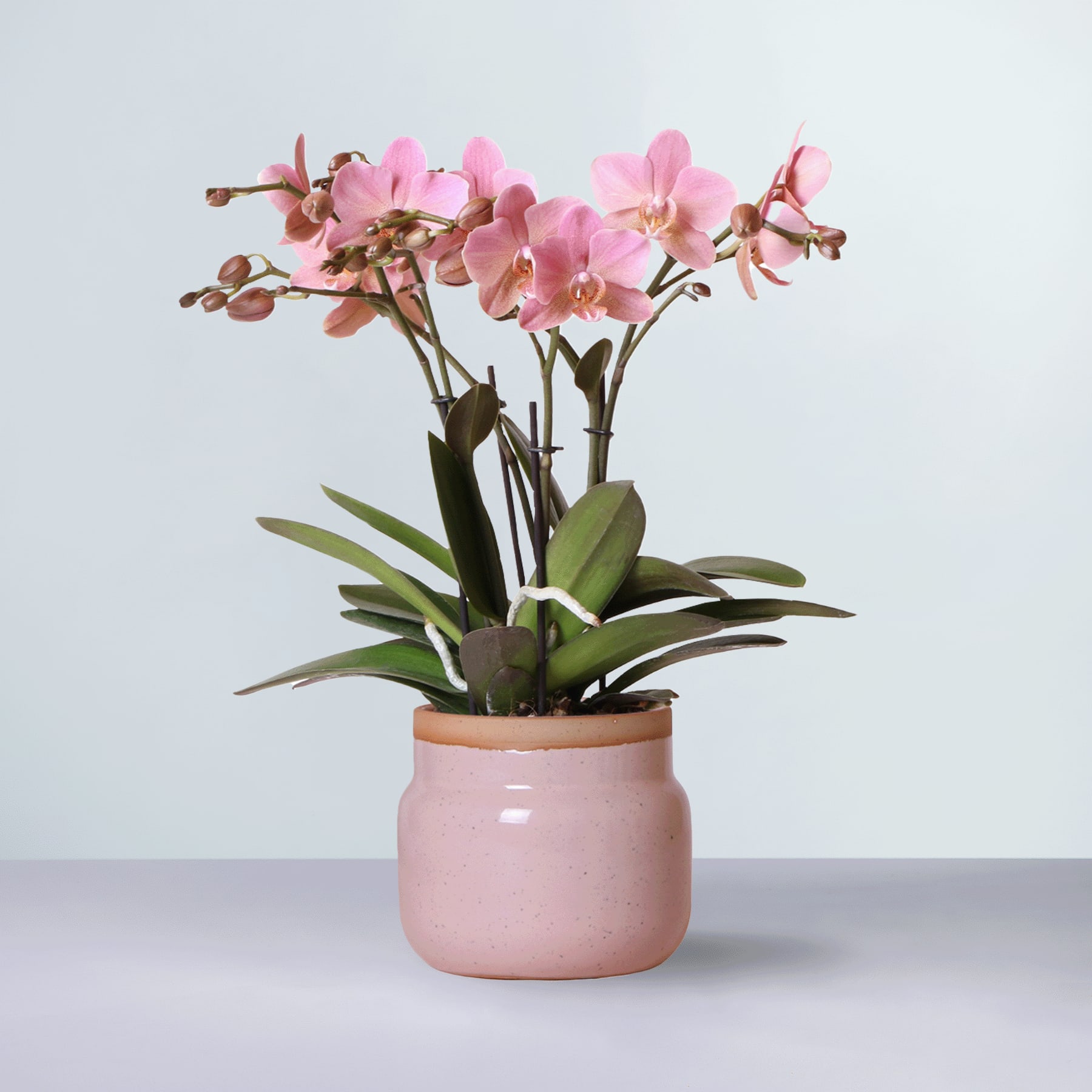 Eine leuchtend rosa Orchideenpflanze in einem zartrosa Keramiktopf steht auf einem schlichten weißen Hintergrund.