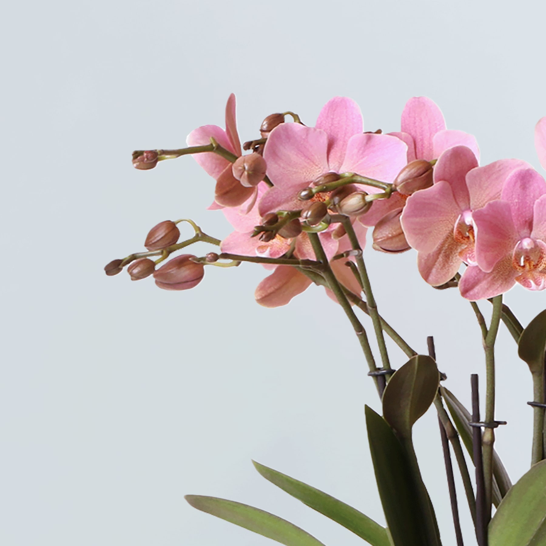 Vor einem hellblauen Himmel steht ein Strauß zartrosa Orchideenblüten, deren Blütenblätter sich in anmutigen Kurven entfalten.
