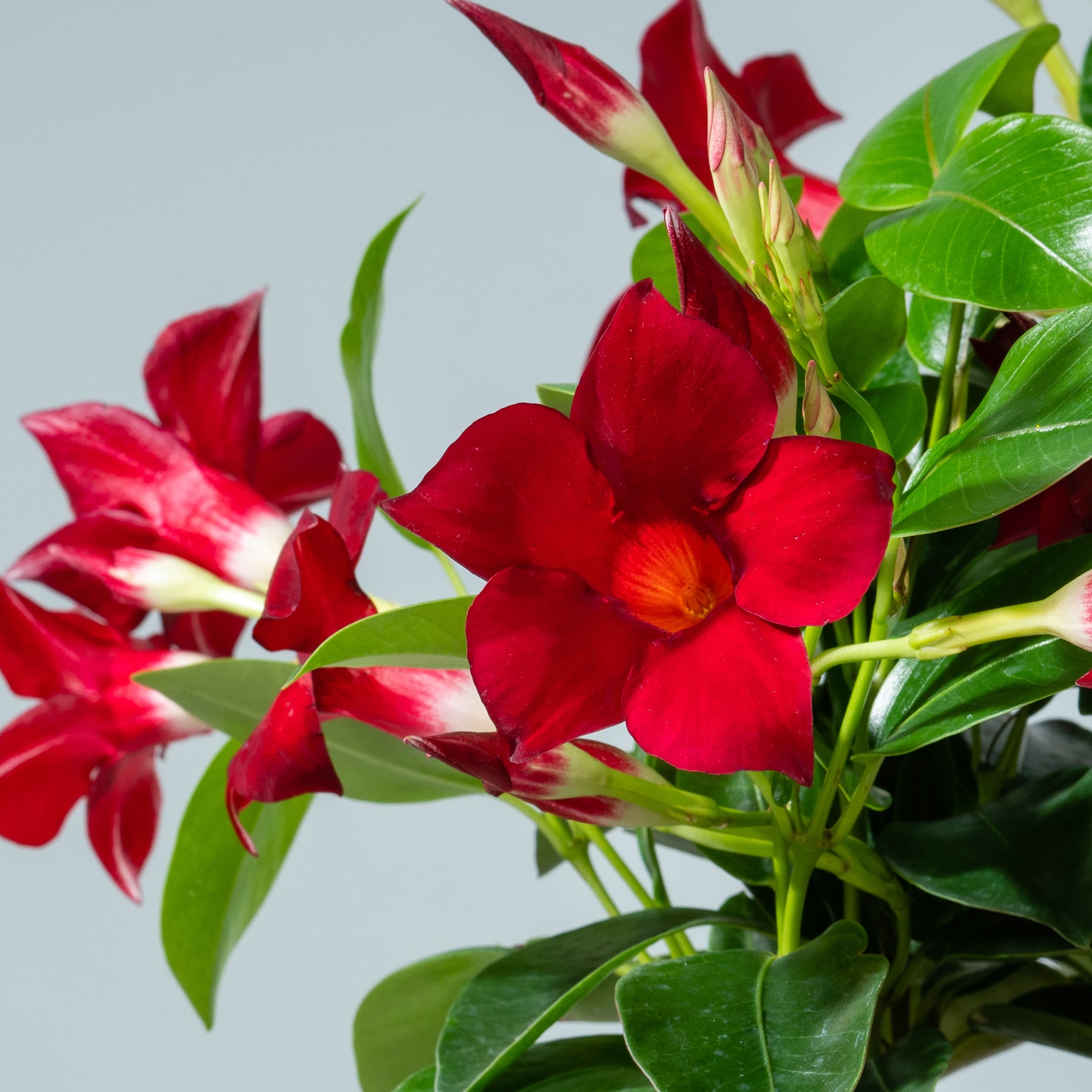 Leuchtend rote Blüten mit grünen Blättern vor hellgrauem Hintergrund.