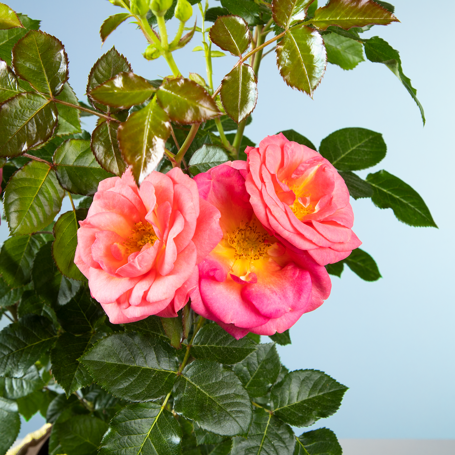 Das Bild zeigt leuchtend rosa Rosen, die inmitten üppiger grüner Blätter vor einem klaren blauen Himmel blühen.