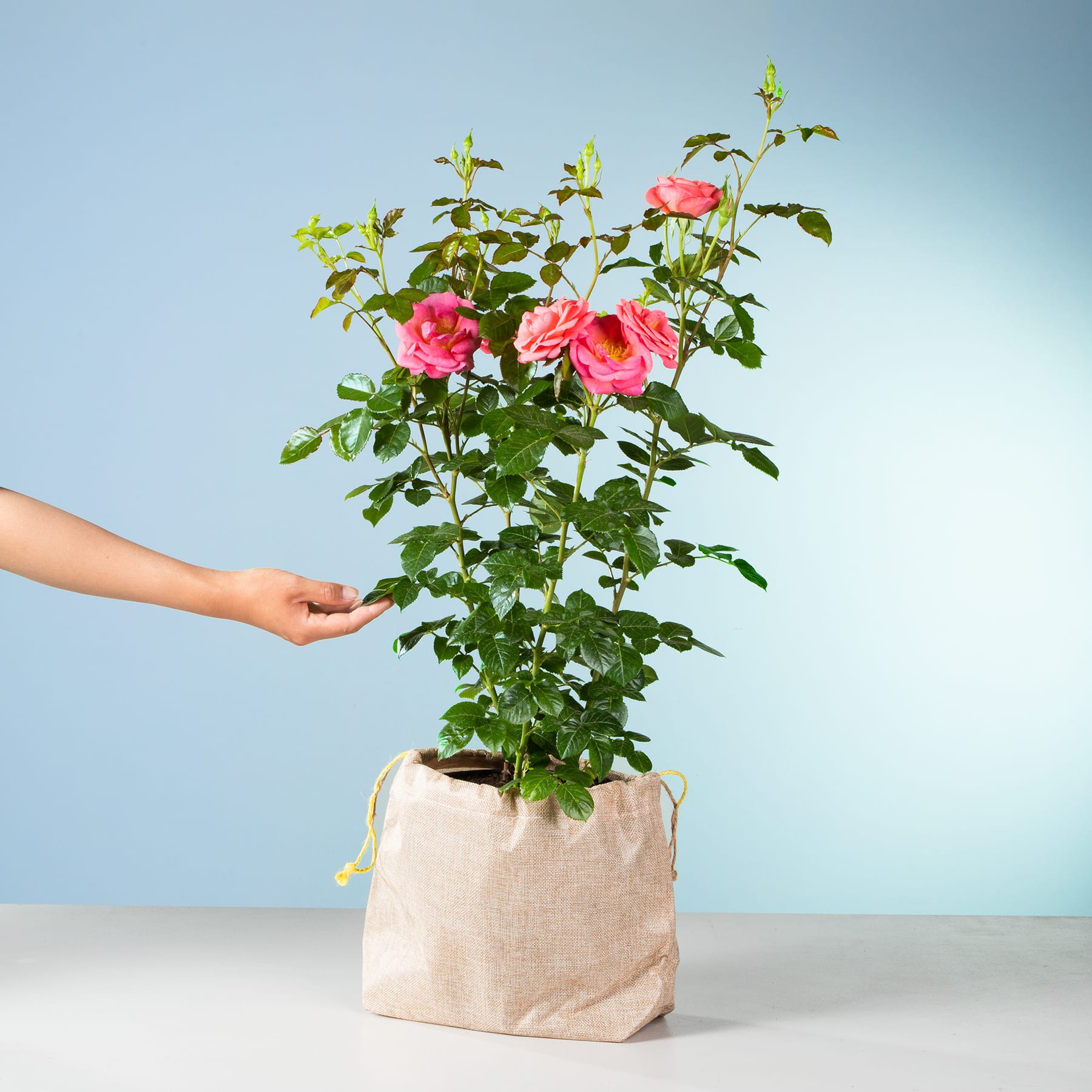 Eine Person hält vor einem schlichten blauen Hintergrund eine Topfrose mit leuchtend rosa Blüten in der Hand.