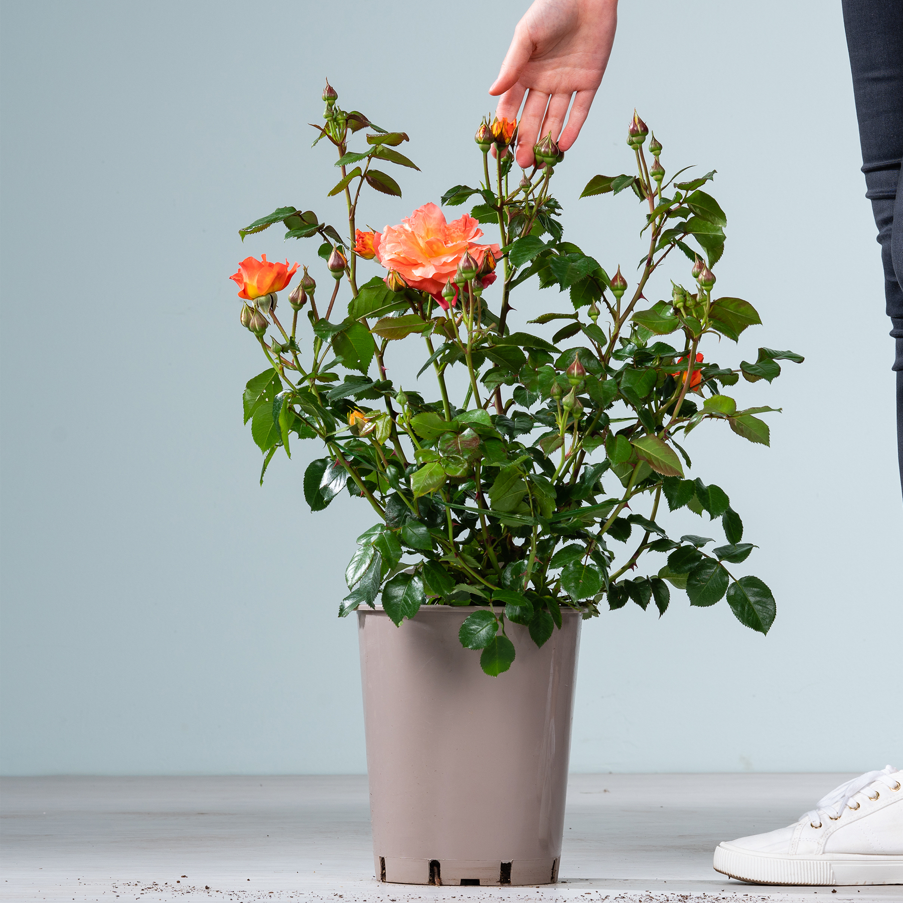 Auf einem Tisch steht eine Topfrose mit leuchtend orangefarbenen Blüten. Vor einem schlichten Hintergrund streckt sich eine Person mit der Hand hinein, um sich um die Blumen zu kümmern.
