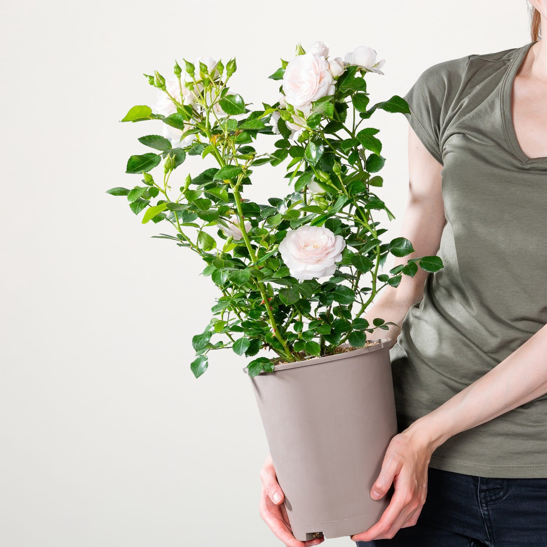 Das Bild zeigt eine Person, die eine Topfpflanze mit üppigen grünen Blättern und zarten rosa Rosen vor einem schlichten weißen Hintergrund hält.