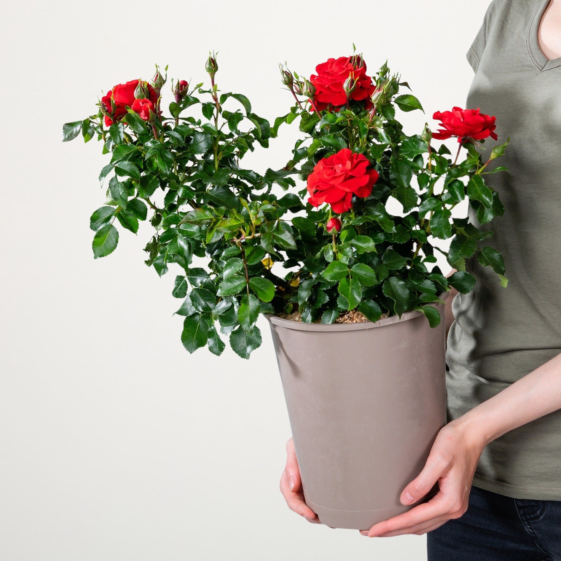 Eine Topfpflanze mit leuchtend roten Rosenblüten wird von einer Person vor einem schlichten weißen Hintergrund in den Händen gehalten.