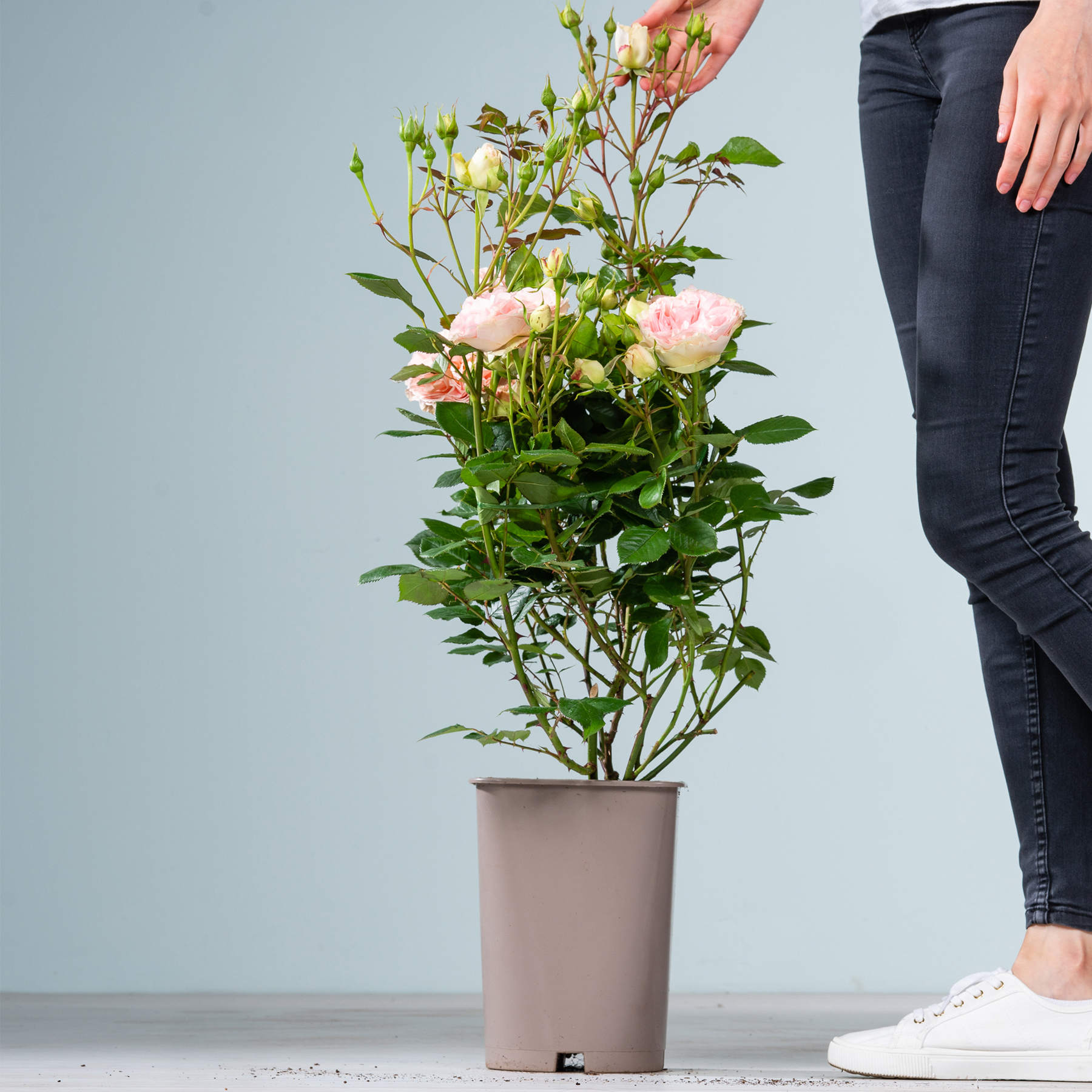 Ein Strauß rosa und weißer Rosen in einem grauen Topf. Im Vordergrund sind die Beine und Füße einer Person zu sehen, die auf einem hellgrauen Hintergrund steht.