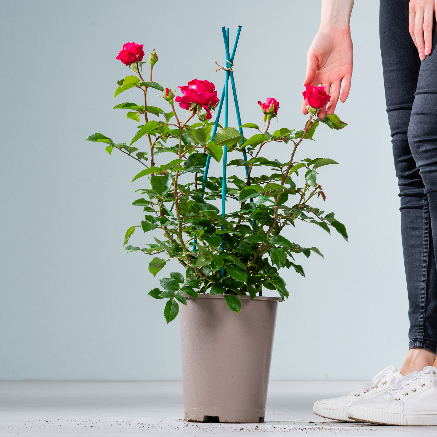 Auf einem hellen Boden steht eine Topfrose mit leuchtend roten Blüten. Im Vordergrund sind die Beine und Füße einer Person zu sehen.