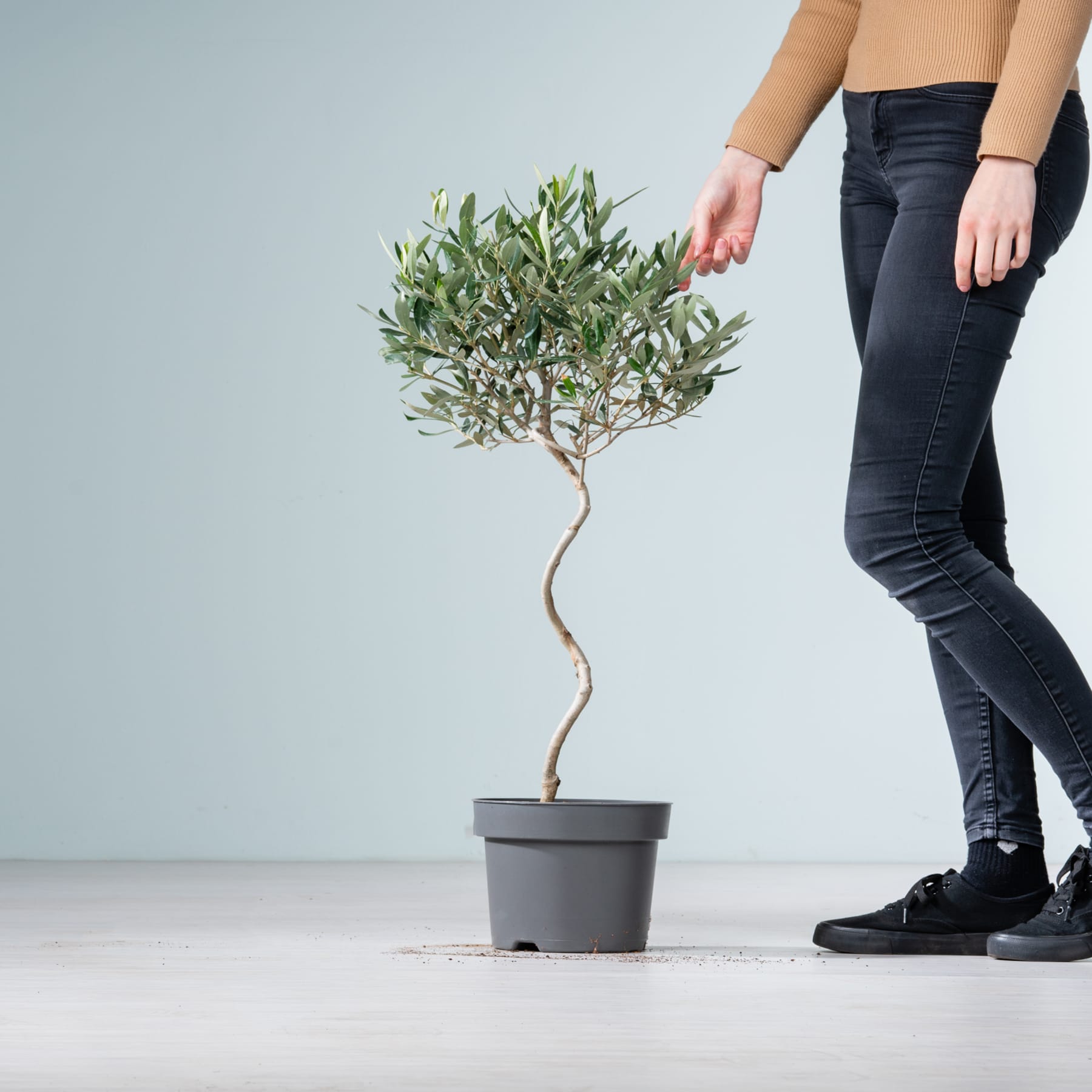 Auf einem schlichten, grauen Hintergrund steht ein kleiner Olivenbaum im Topf. Im Vordergrund sind die Beine und Füße einer Person zu sehen.