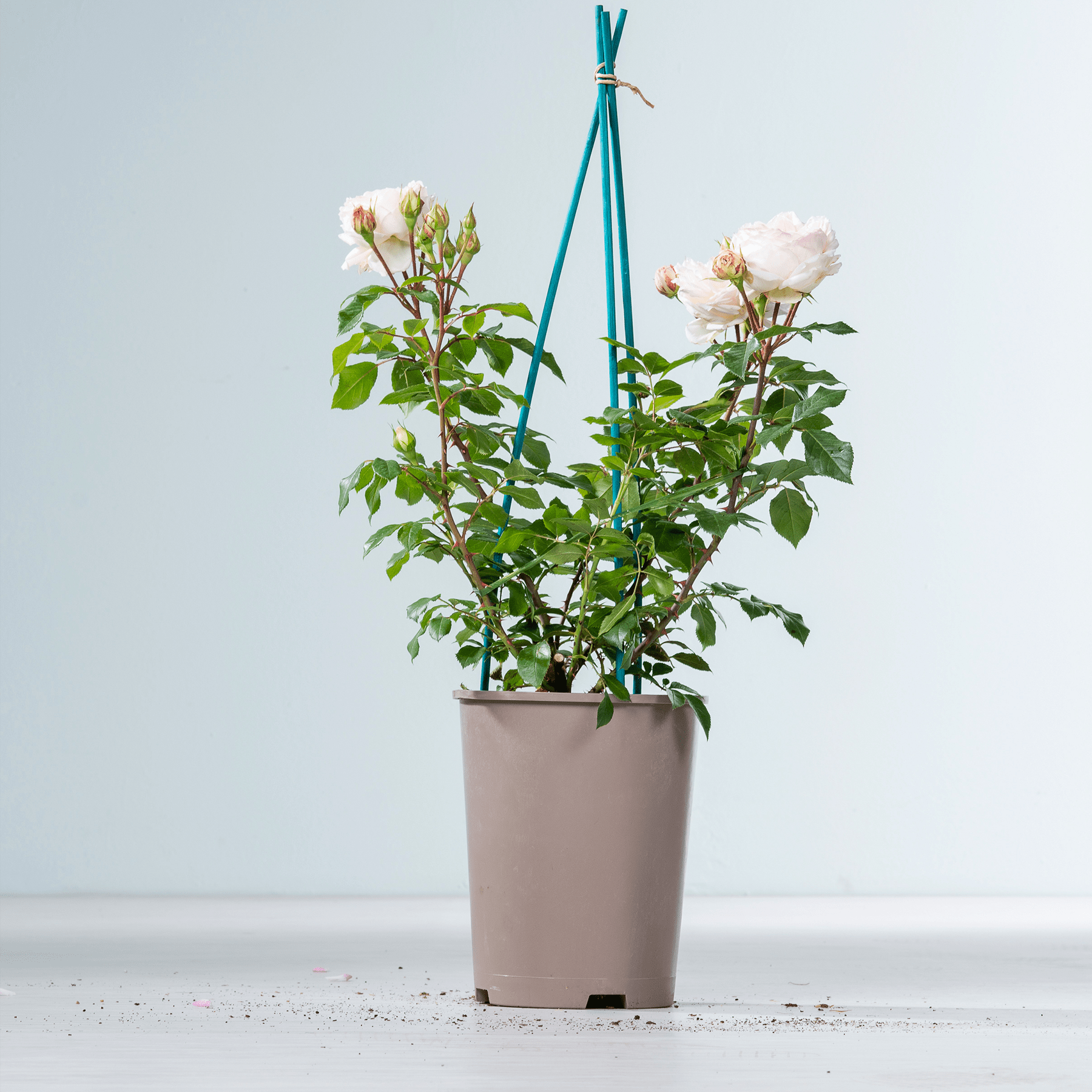 Eine Topfrose mit leuchtend rosa Blüten steht auf einer weißen Fläche vor einem schlichten hellblauen Hintergrund und wird von einem grünen Metallgitter gestützt.