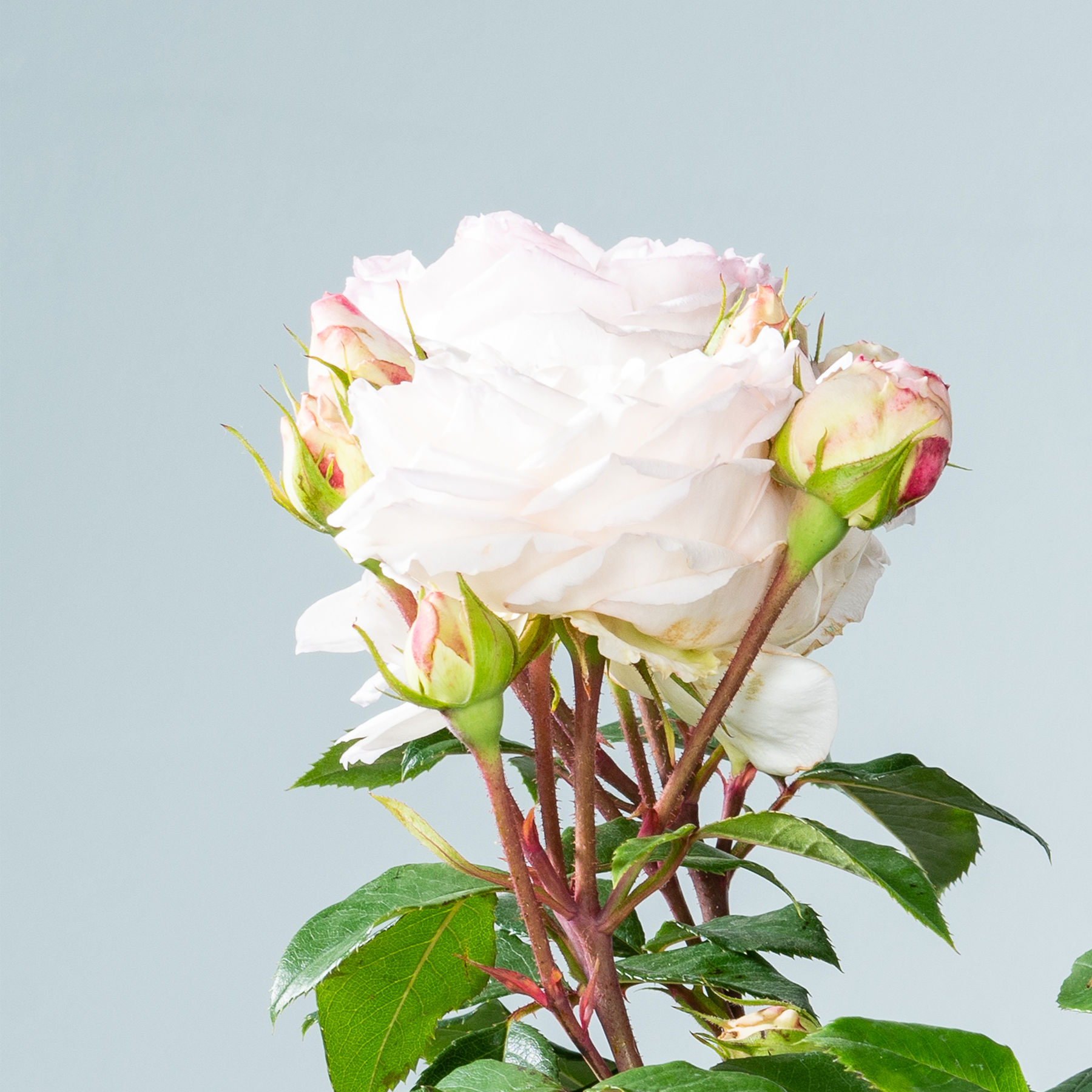Ein Strauß zarter weißer Rosen mit grünen Blättern steht vor einem sanften blauen Hintergrund.