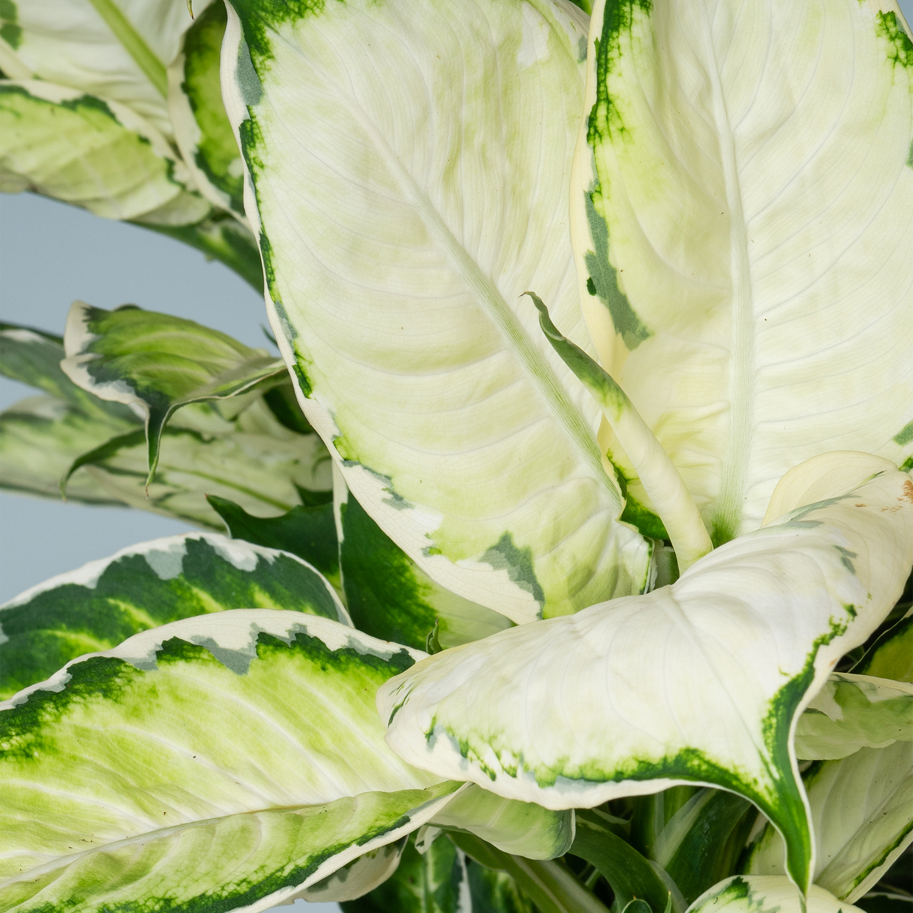 Das Bild zeigt eine Nahaufnahme frischer, leuchtend grüner und weißer Blätter, wahrscheinlich von einer Kohl- oder Salatpflanze, vor einem unscharfen, hellen Hintergrund.