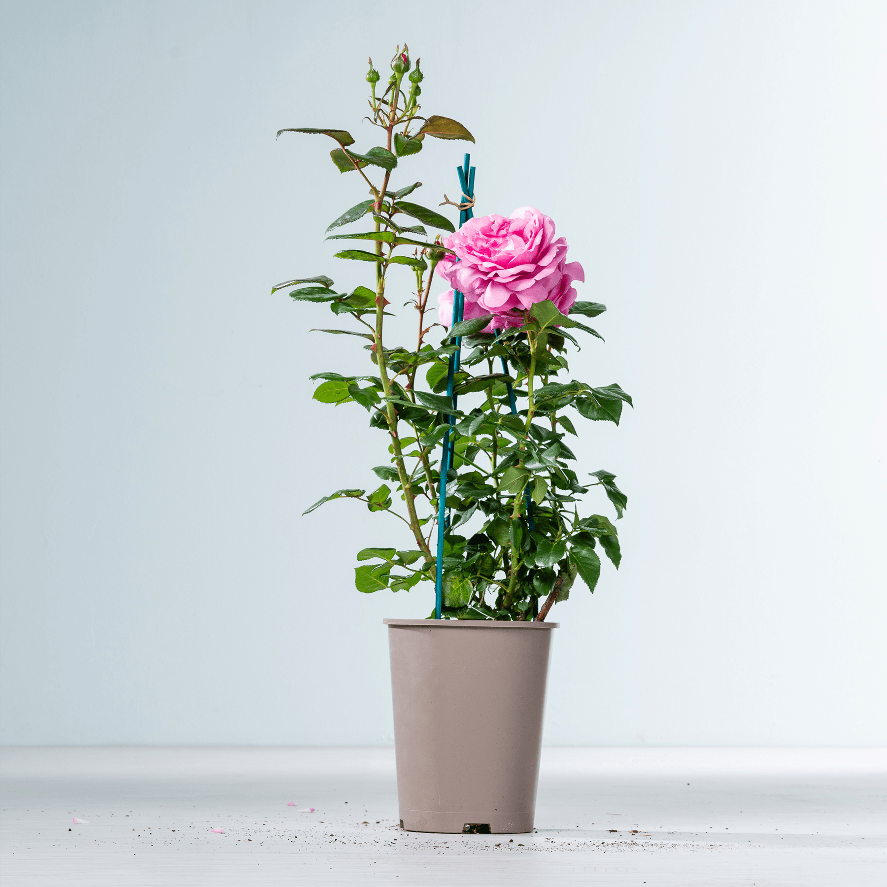 Eine Topfrose mit einer großen, leuchtend rosa Blüte steht vor einem schlichten, hellen Hintergrund.