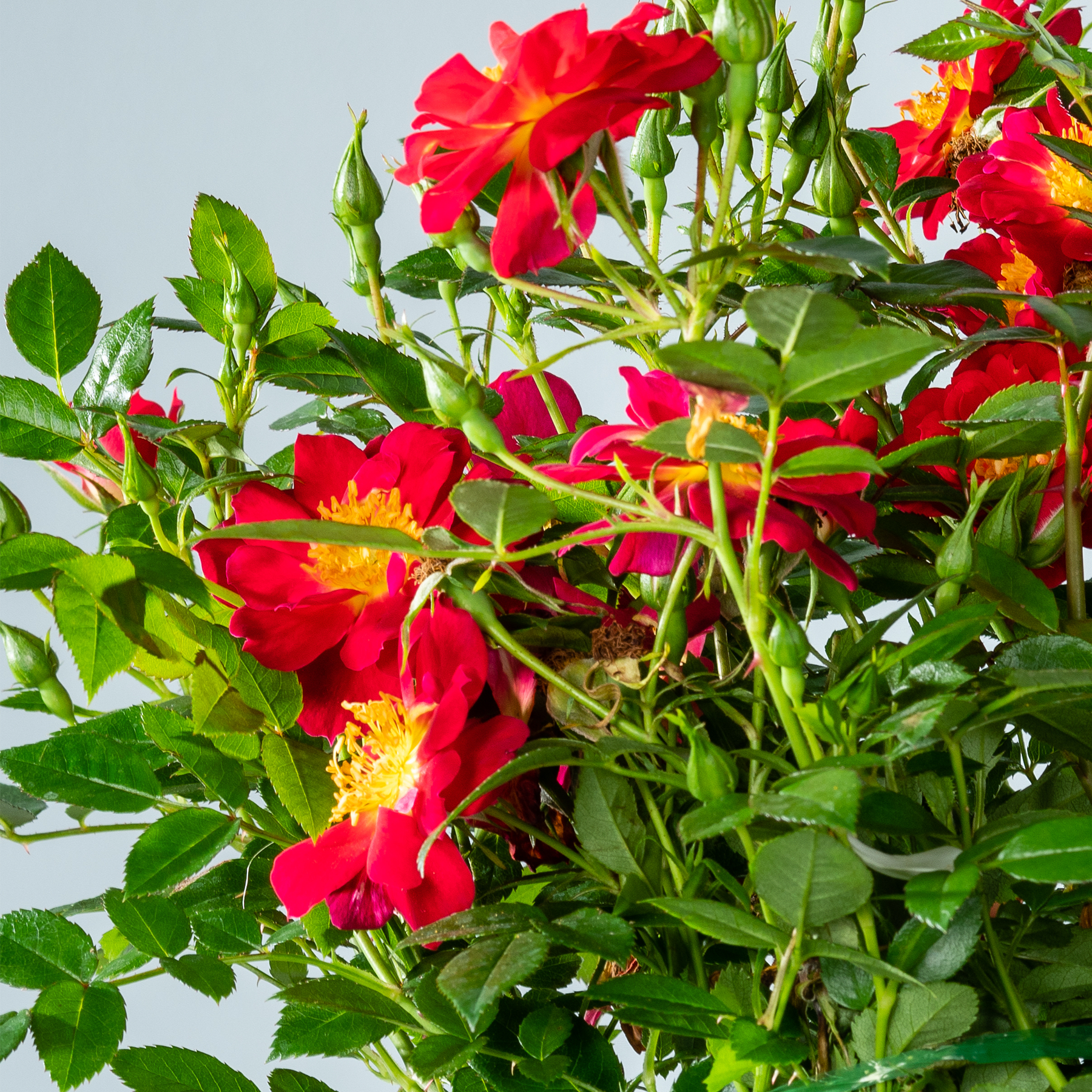 Leuchtend rote Dahlienblüten blühen inmitten üppiger grüner Blätter vor einem klaren blauen Himmel.